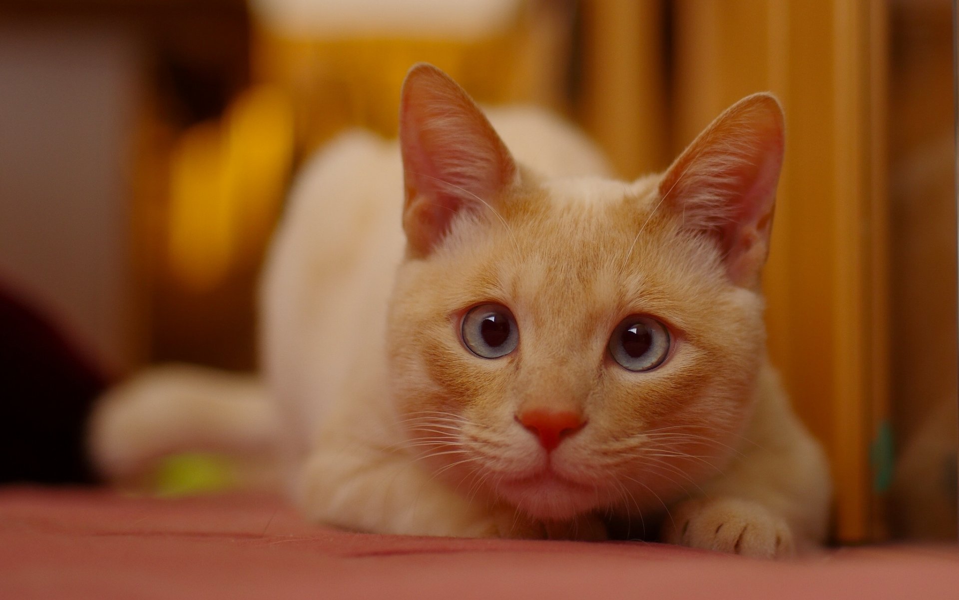 gato pelirroja cara mirada