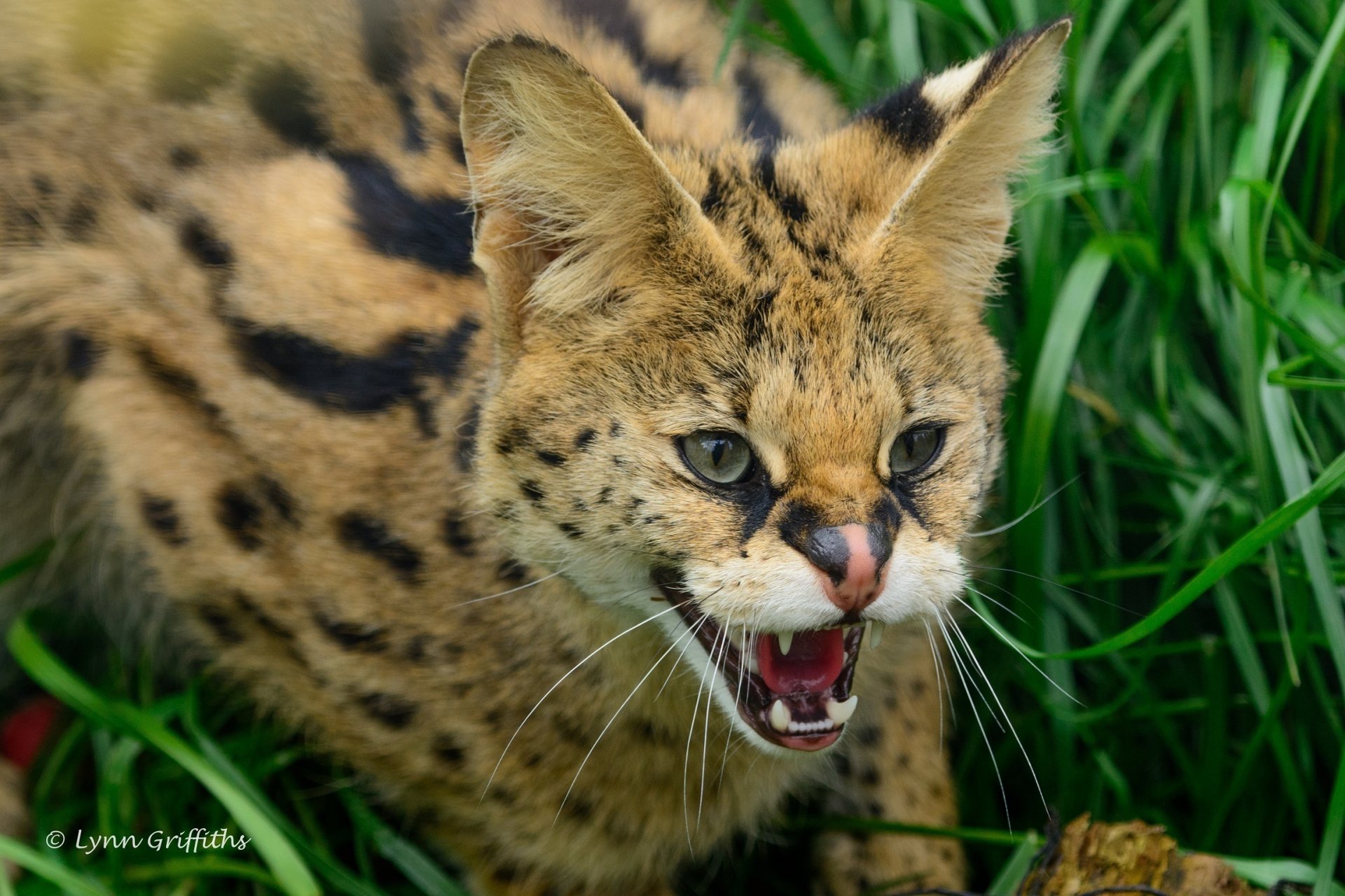 serval kot krzewiasty żbik drapieżnik pysk uśmiech pysk kły wściekłość złość zagrożenie