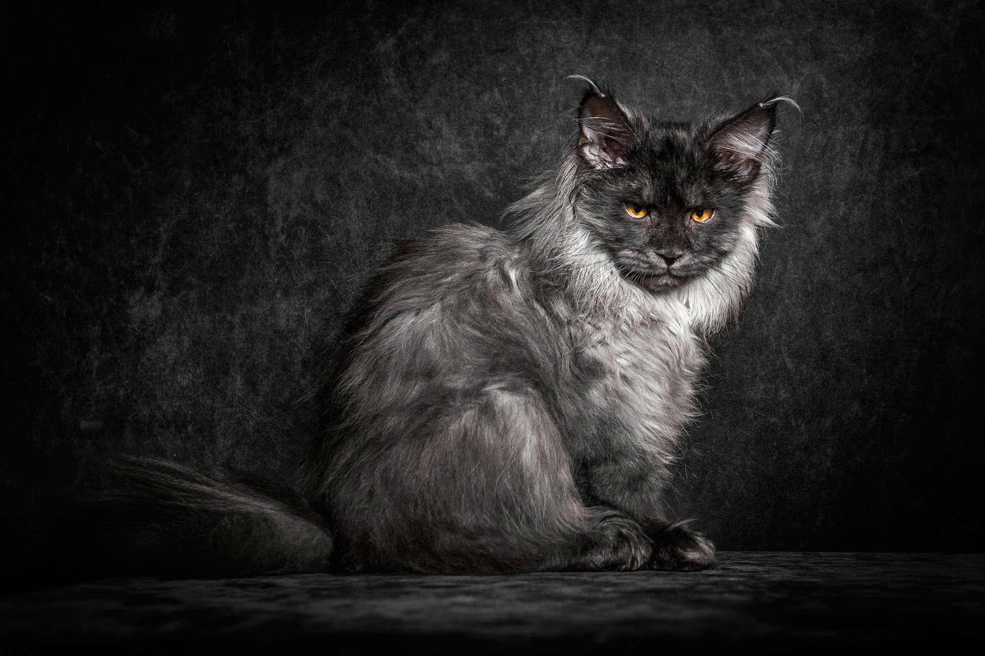 maine coon katze katze schwarz flauschig blick hintergrund