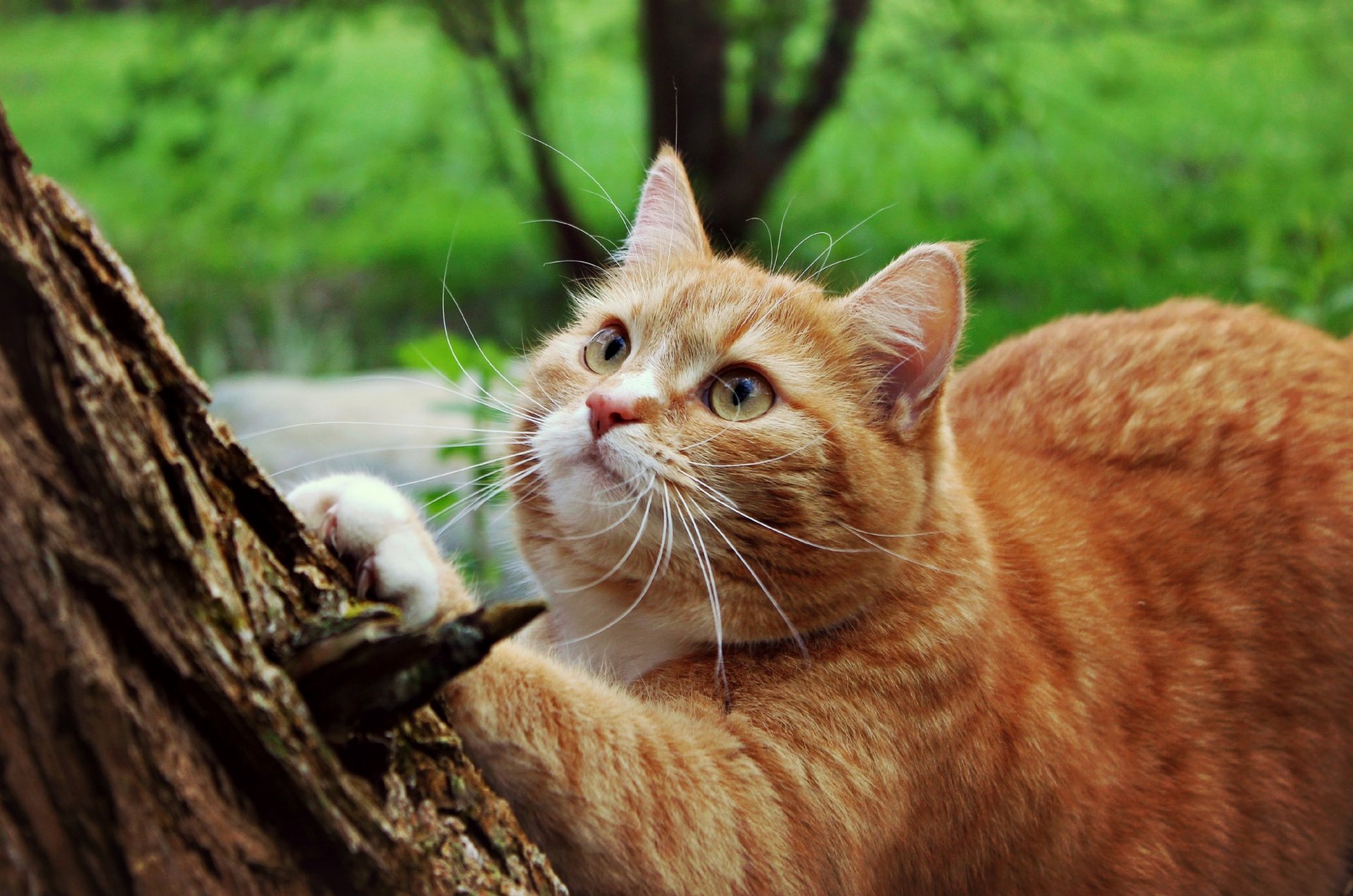 кот шерсть усы лапы дерево