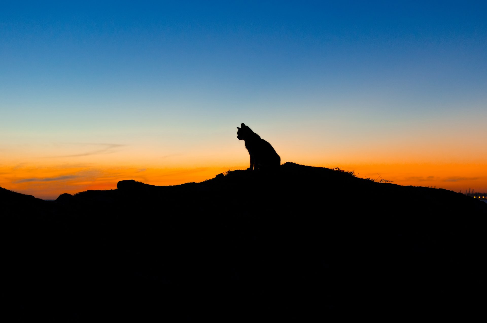 gato animal sentado cielo puesta de sol silueta