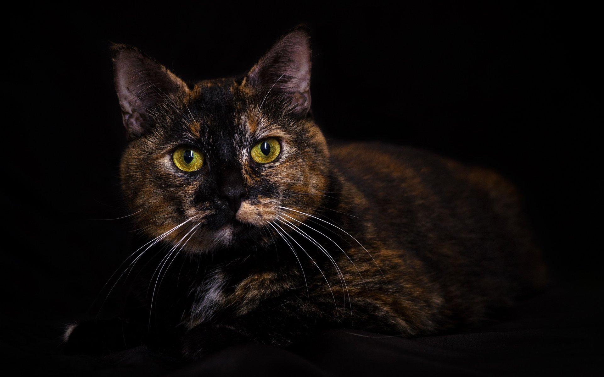 cat tricolor view portrait dark background