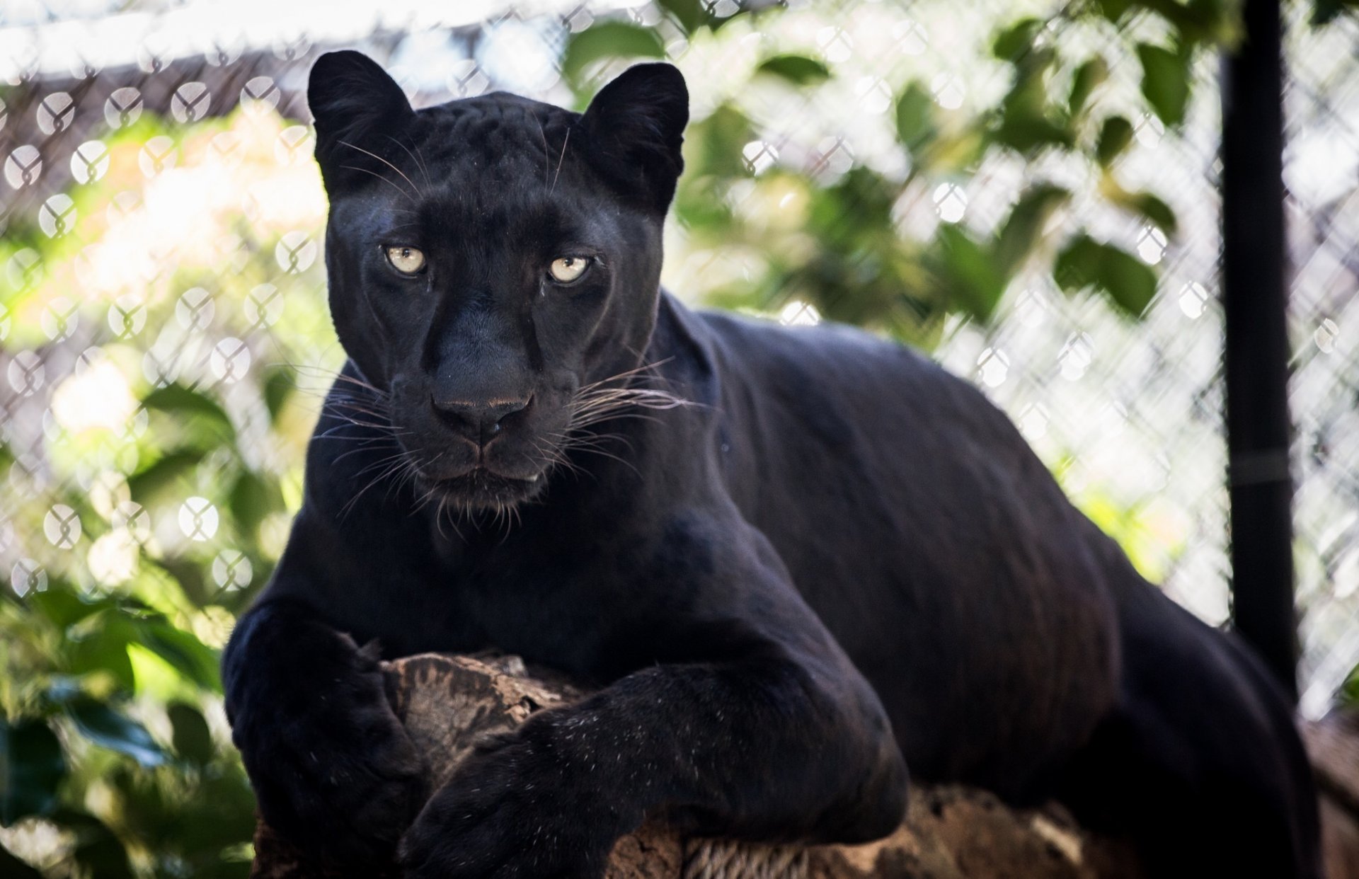 schwarzer leopard panther wildkatze raubtier schnauze liegt ruht © james scott