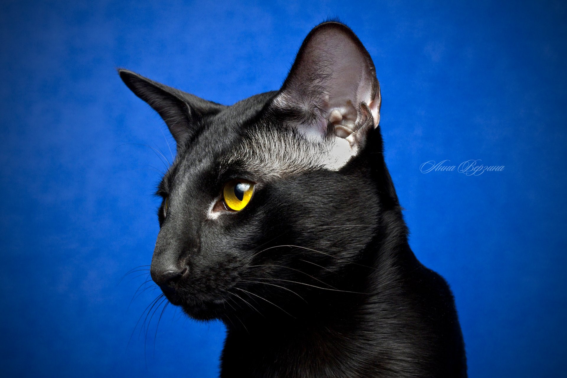 gato negro gato oriental ojos mirada fondo azul