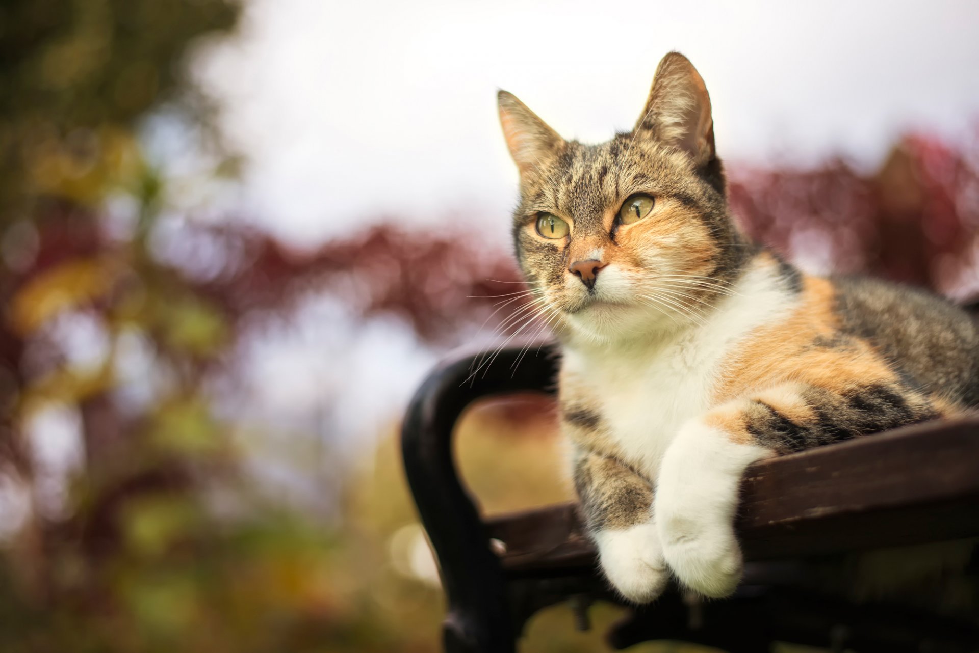 katze schnurrbart gestreift