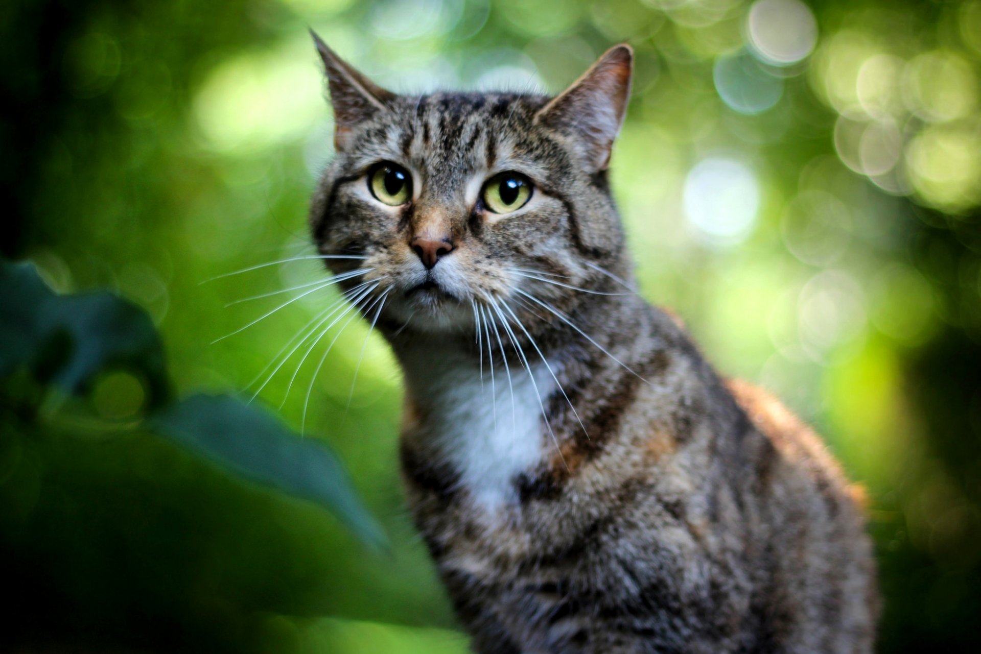 gato gris rayas ojos verde bokeh enfoque fondo