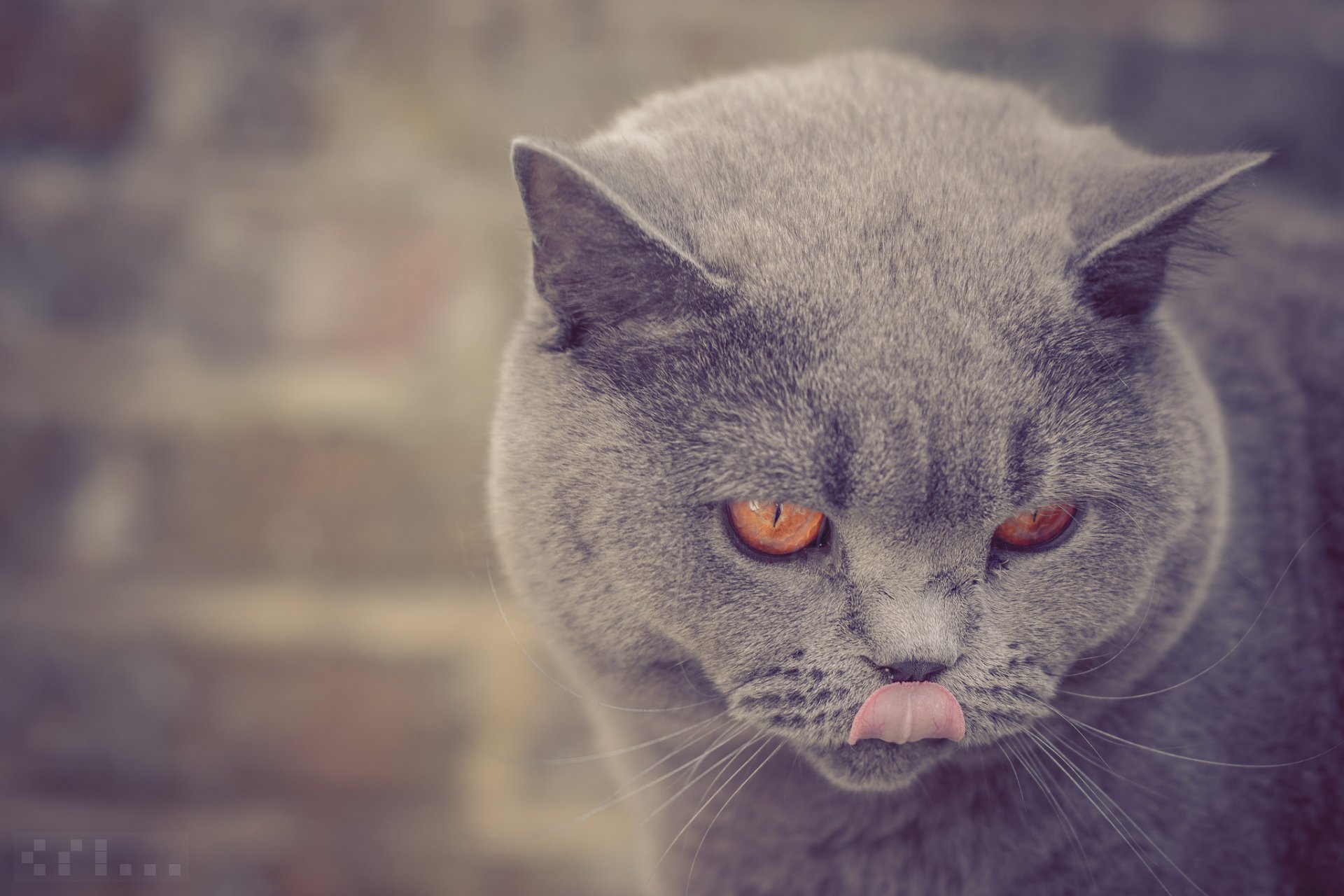 british shorthair snout english portrait