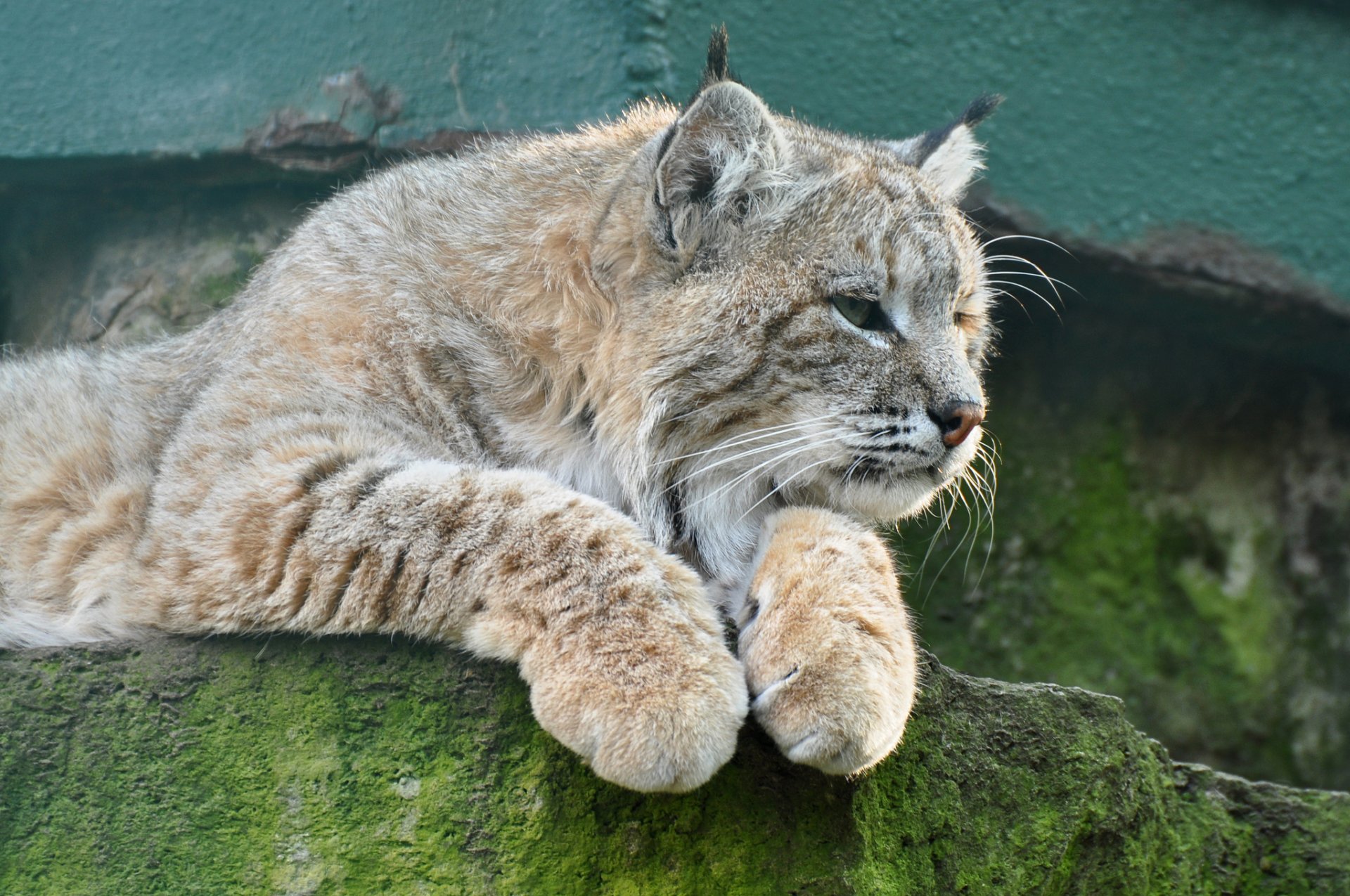 lince gato piedra mirada ©tambako the jaguar