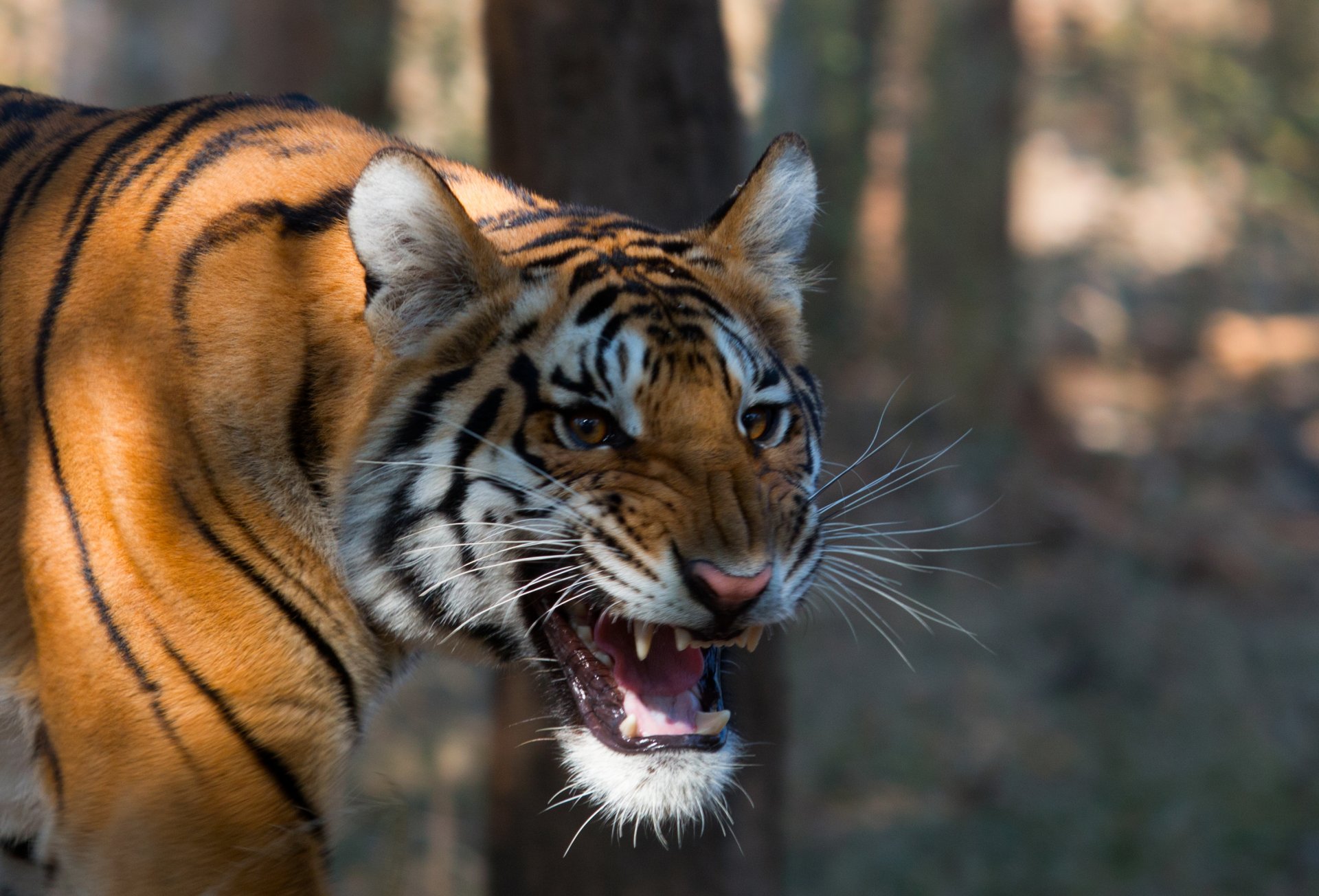 tigre du bengale nature fond