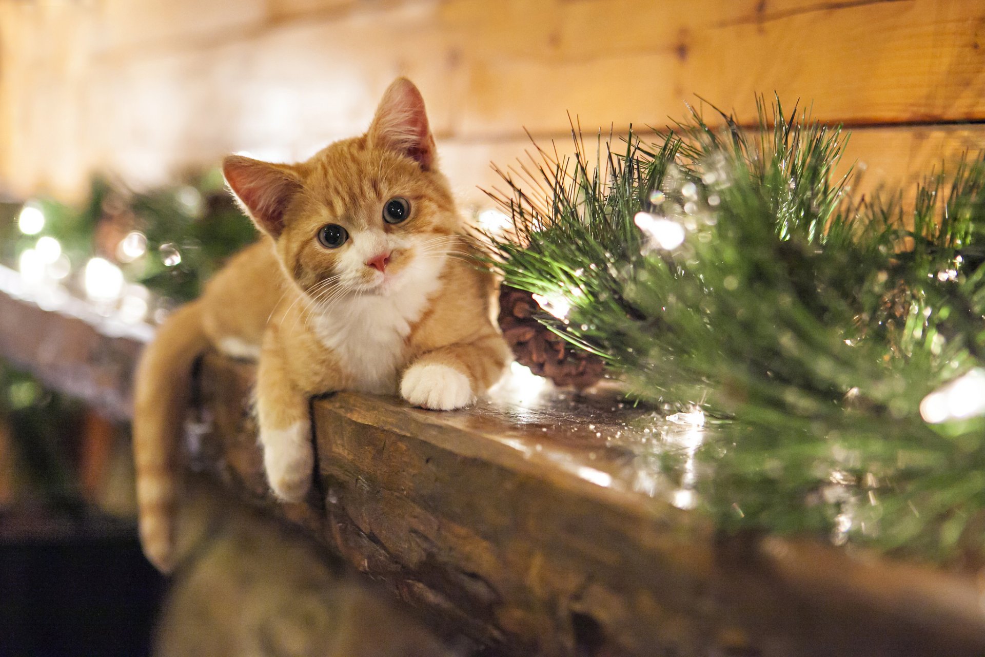 chaton noël voir sourire cônes regard cônes