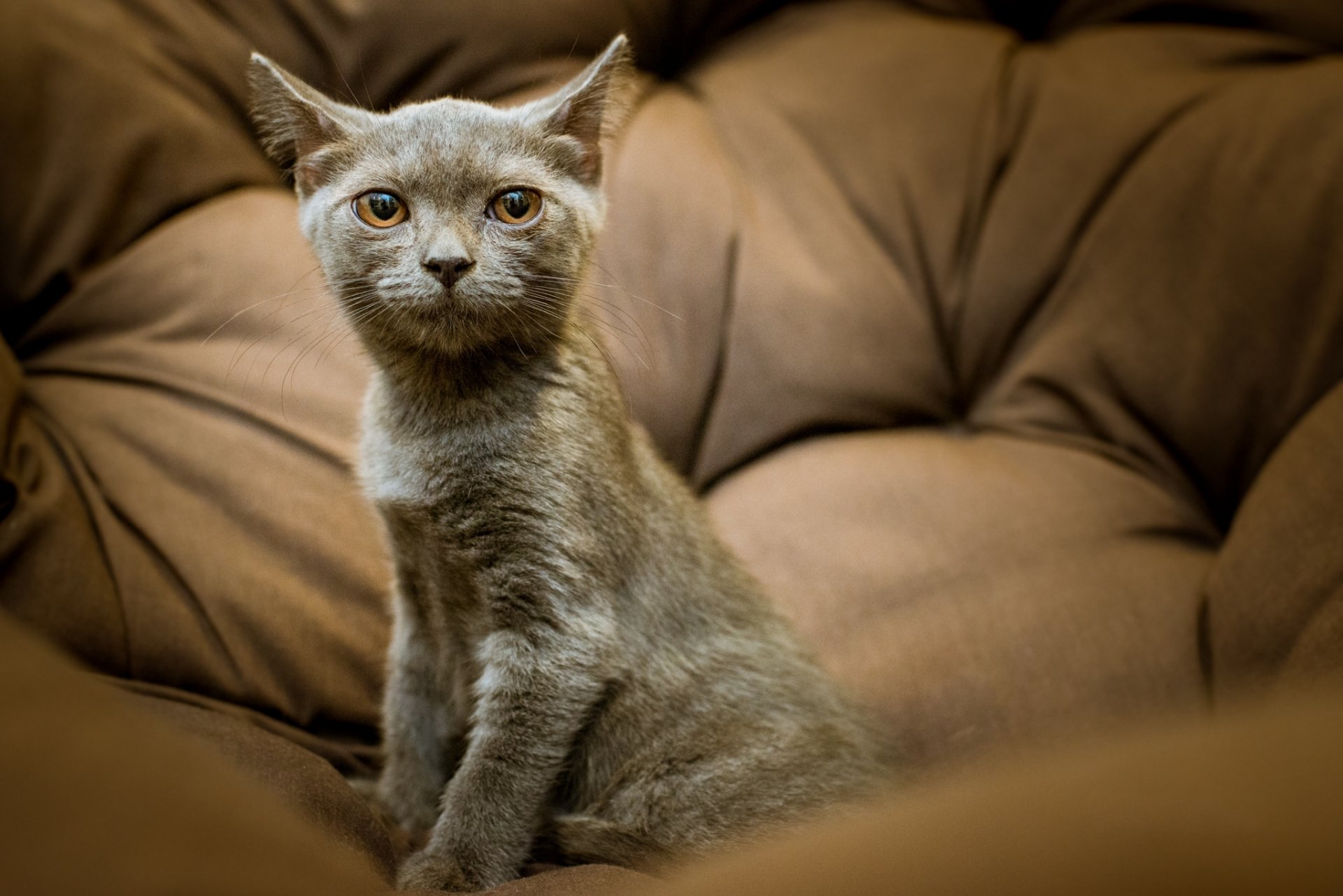 cat kitten grey view portrait