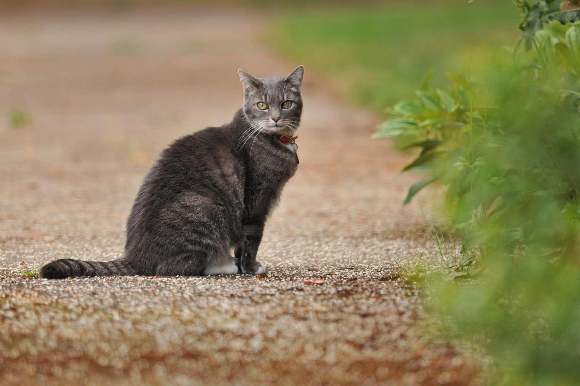 track grass cat grey view