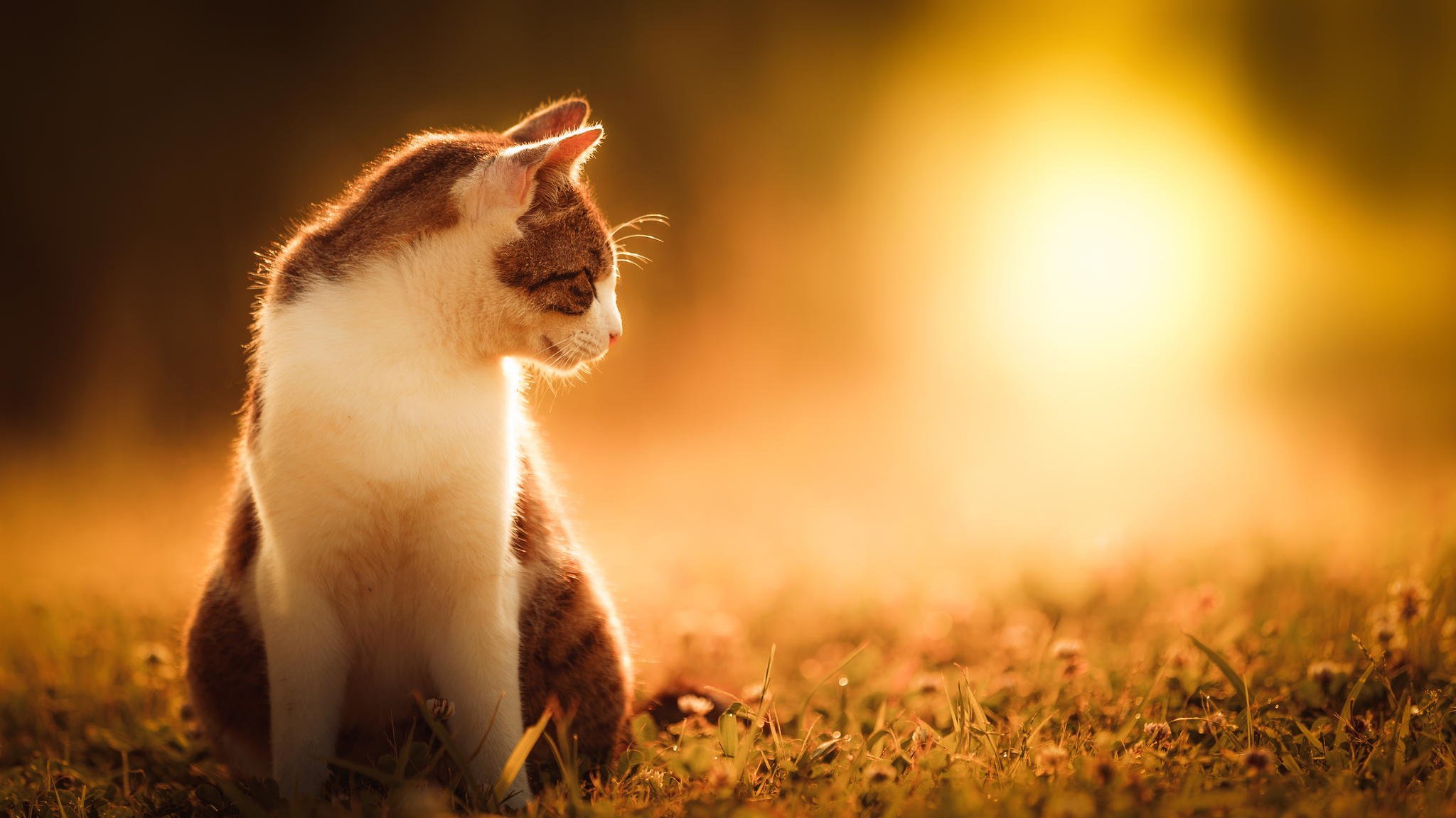 katze katze sonne gras natur sommer