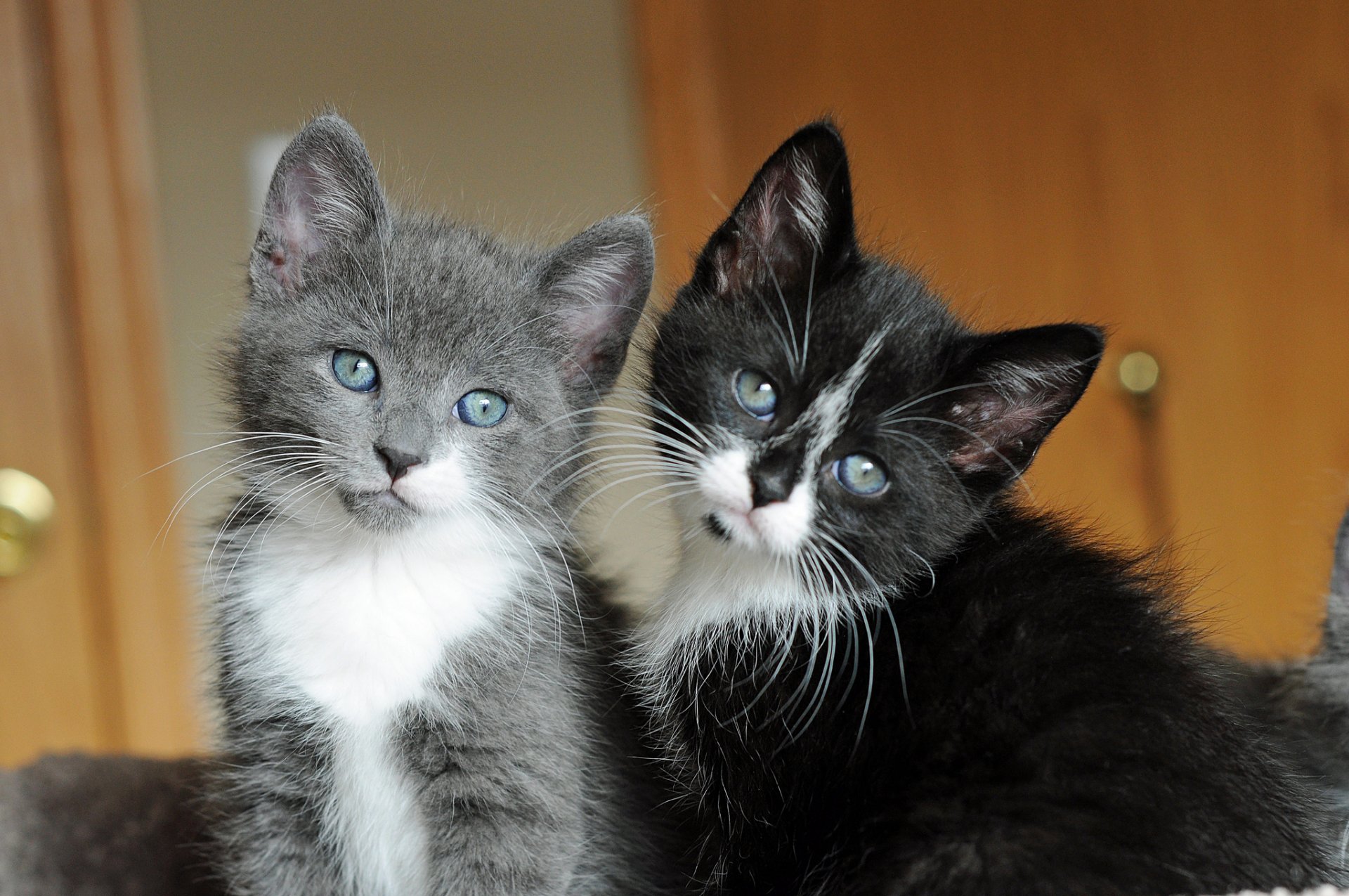 chatons yeux museau mignon moustache