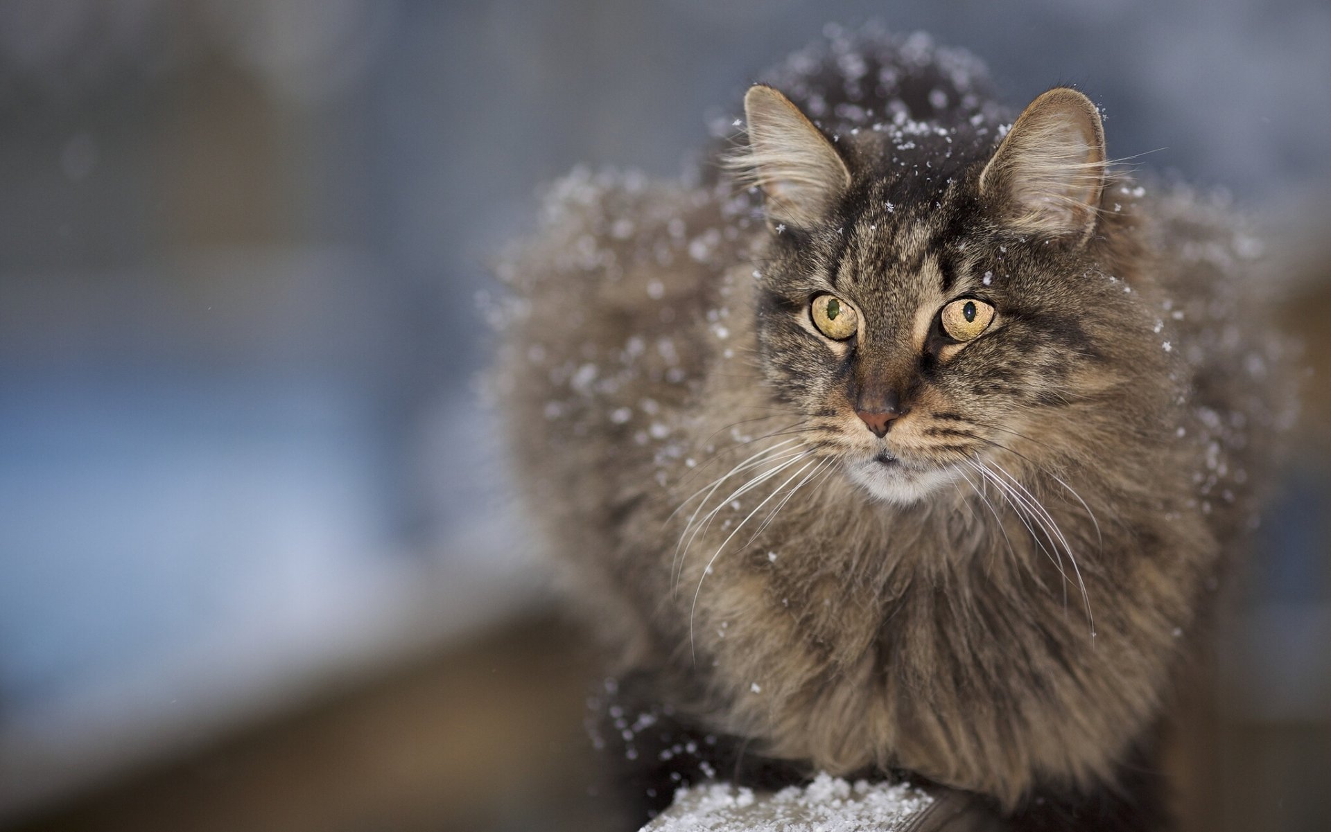 katze flauschig schnauze schnurrbart schnee