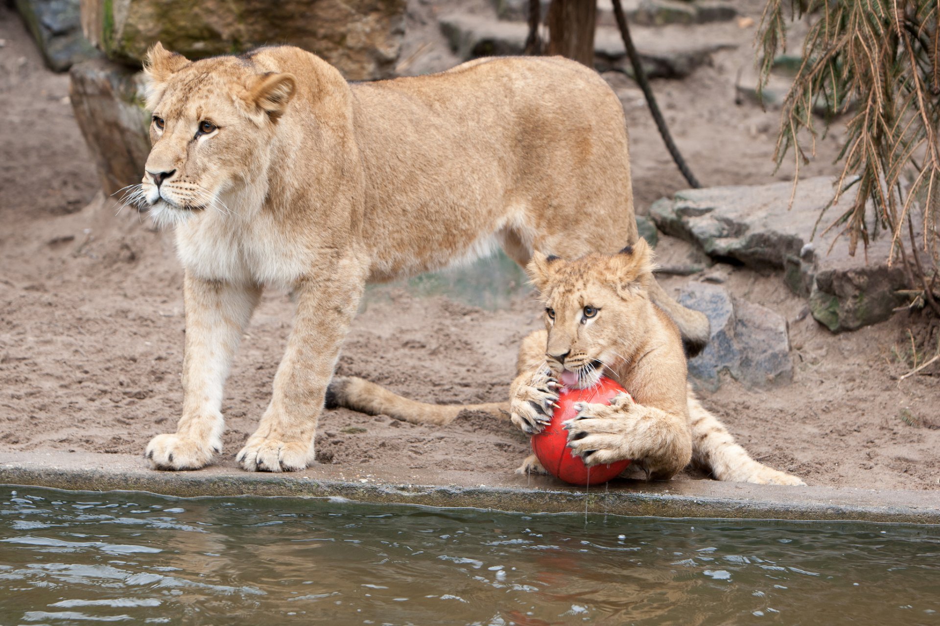 lioness lions ball game claws cat