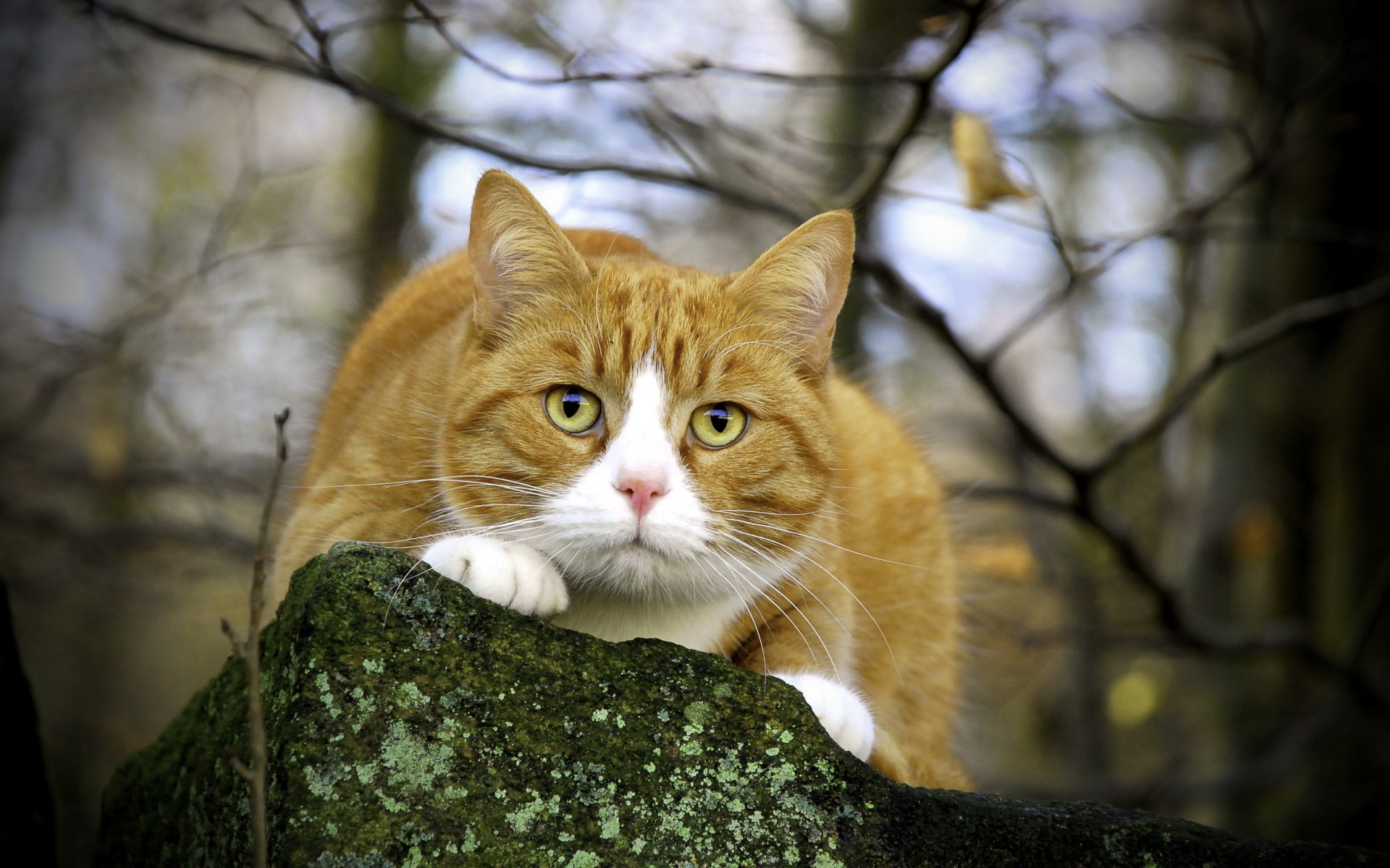 katze natur augen blick zweig stein