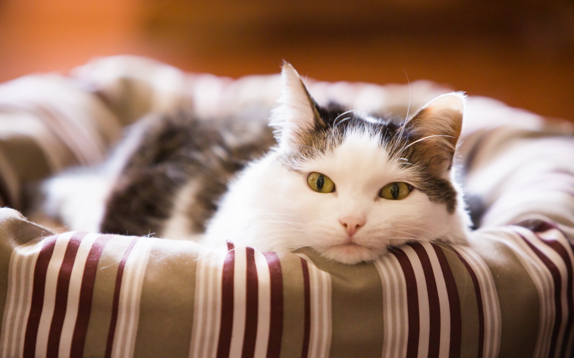 gato mirada casa