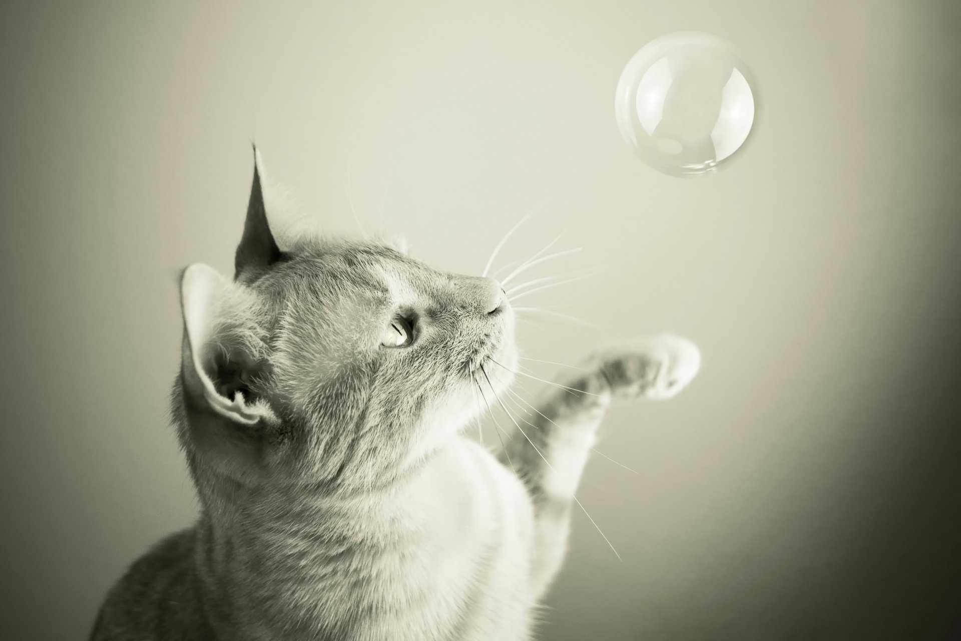 cat bubble game