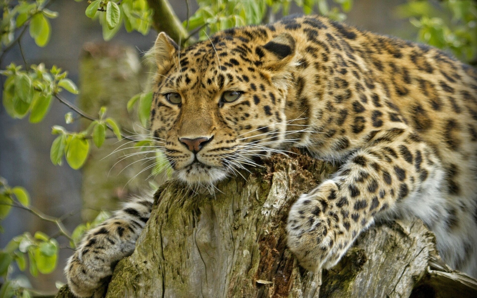 amur-leopard schöner mann raubtier stumpf