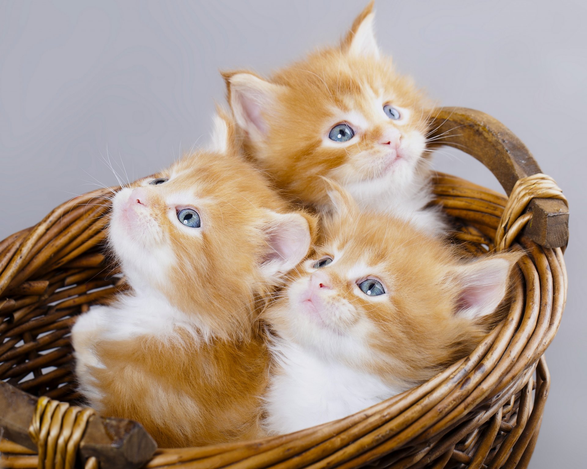 maine coon chatons rousses yeux bleus trio trinité panier