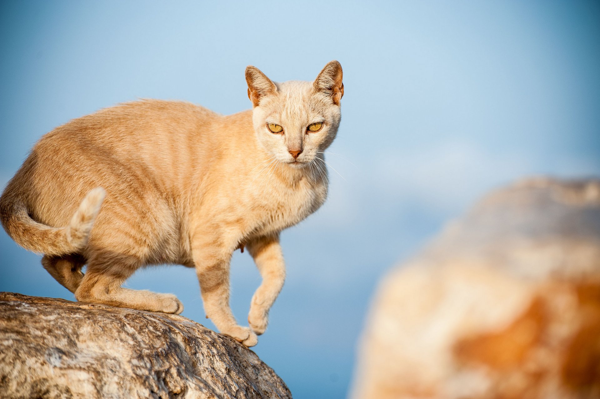 камни кошка рыжая взгляд