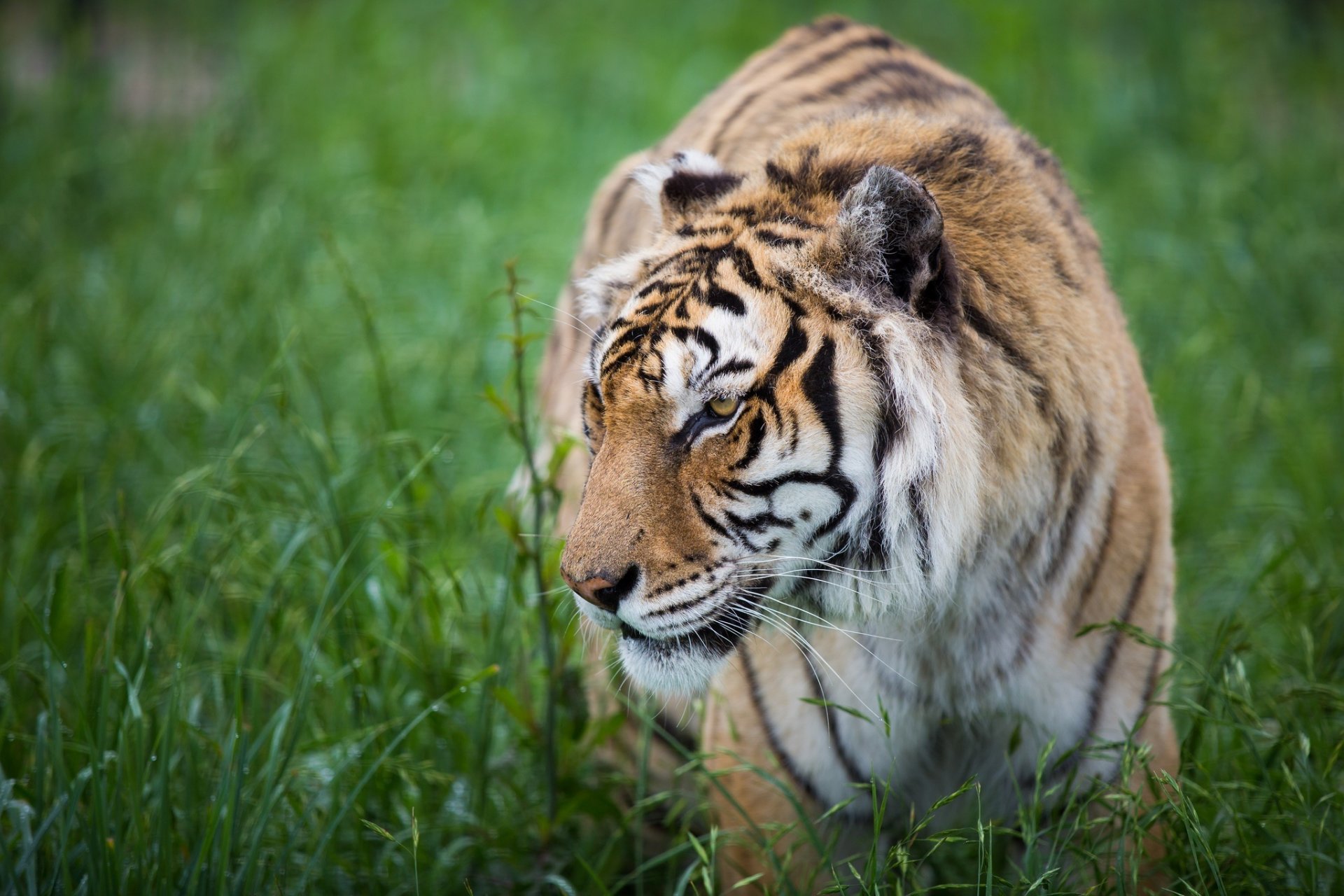 tigre gato salvaje depredador perfil hocico