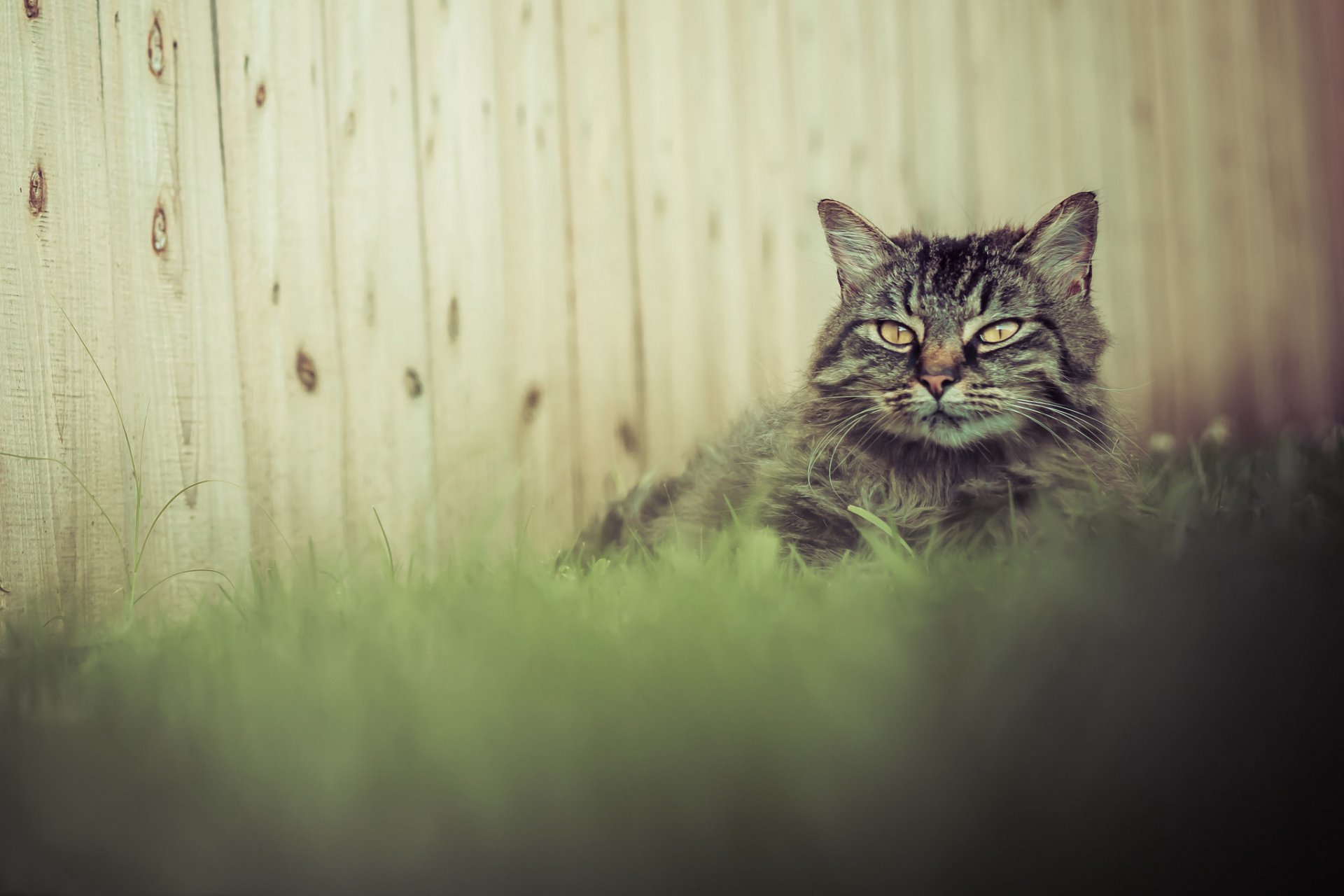 clôture herbe chat gris moelleux