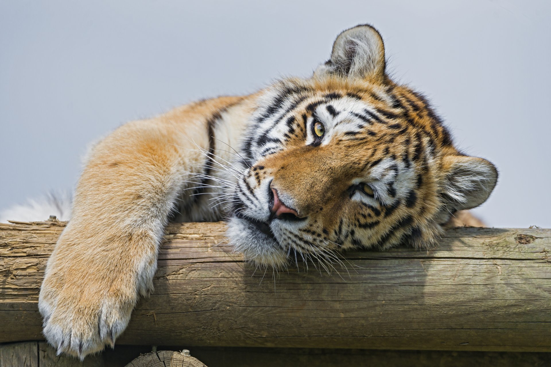 amur tiger cat face view © tambako the jaguar