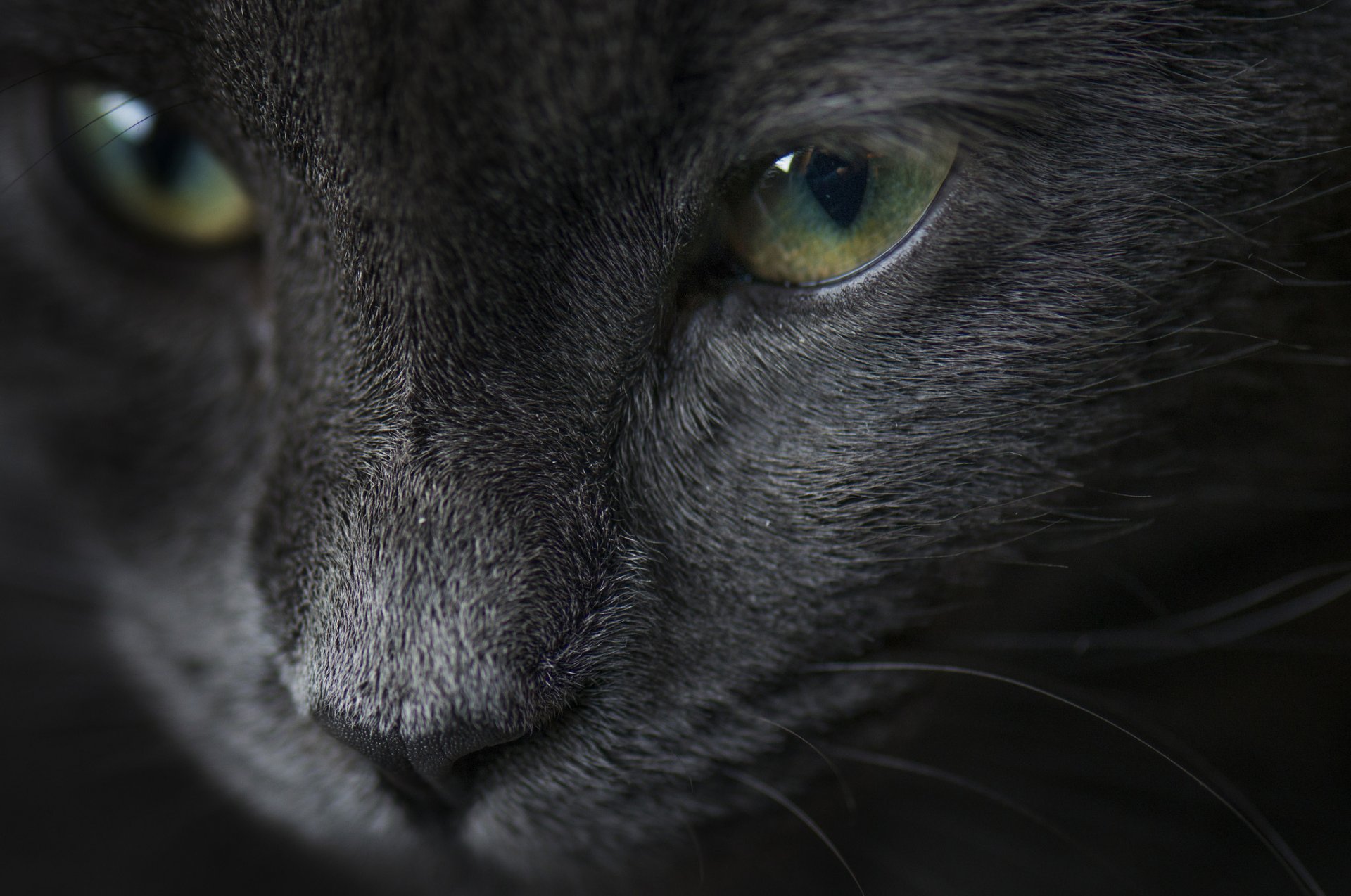 gato gato gris mirada retrato