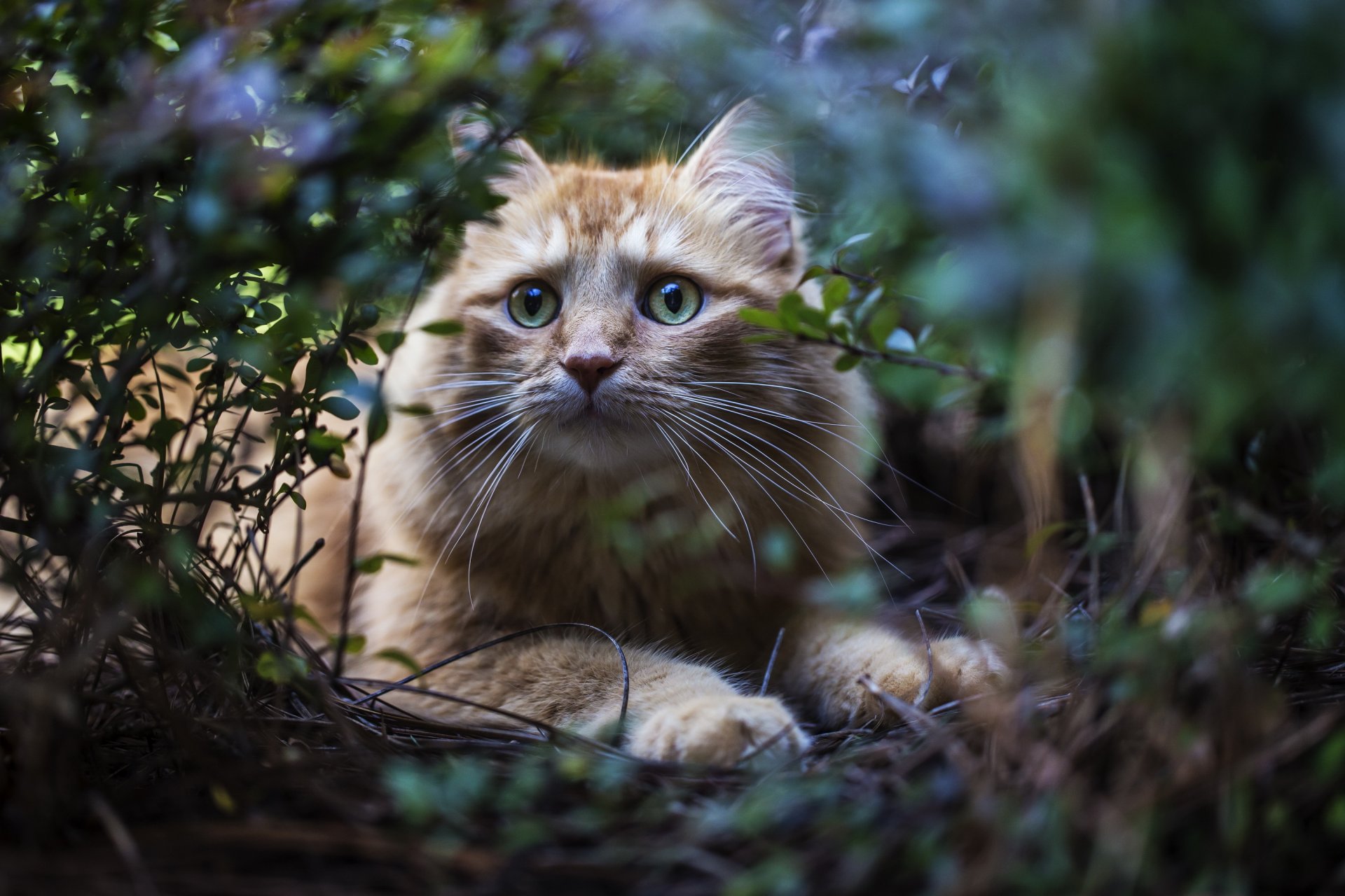 herbe buissons chat roux regard