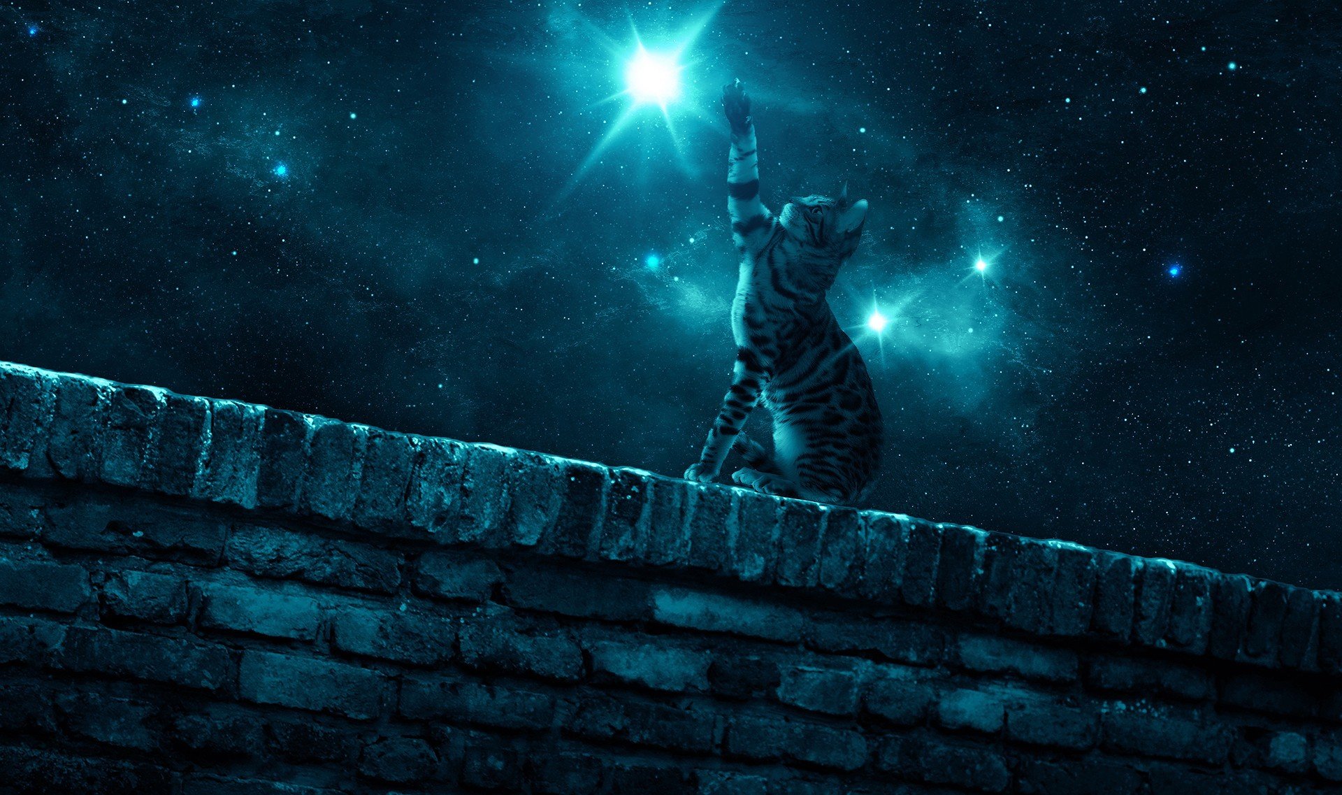 katze nacht wand pfote stern