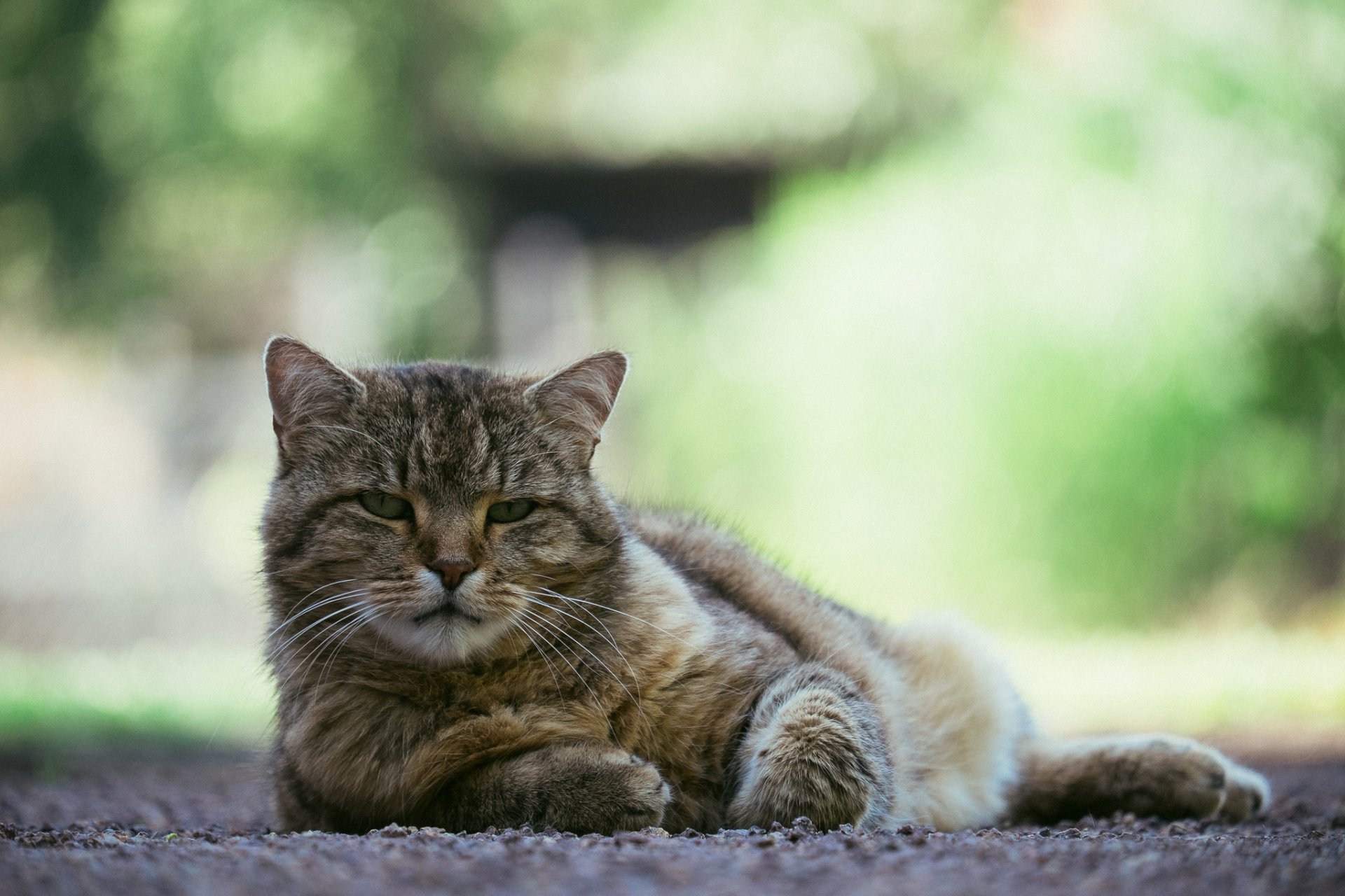 katze katze blick augen hintergrund