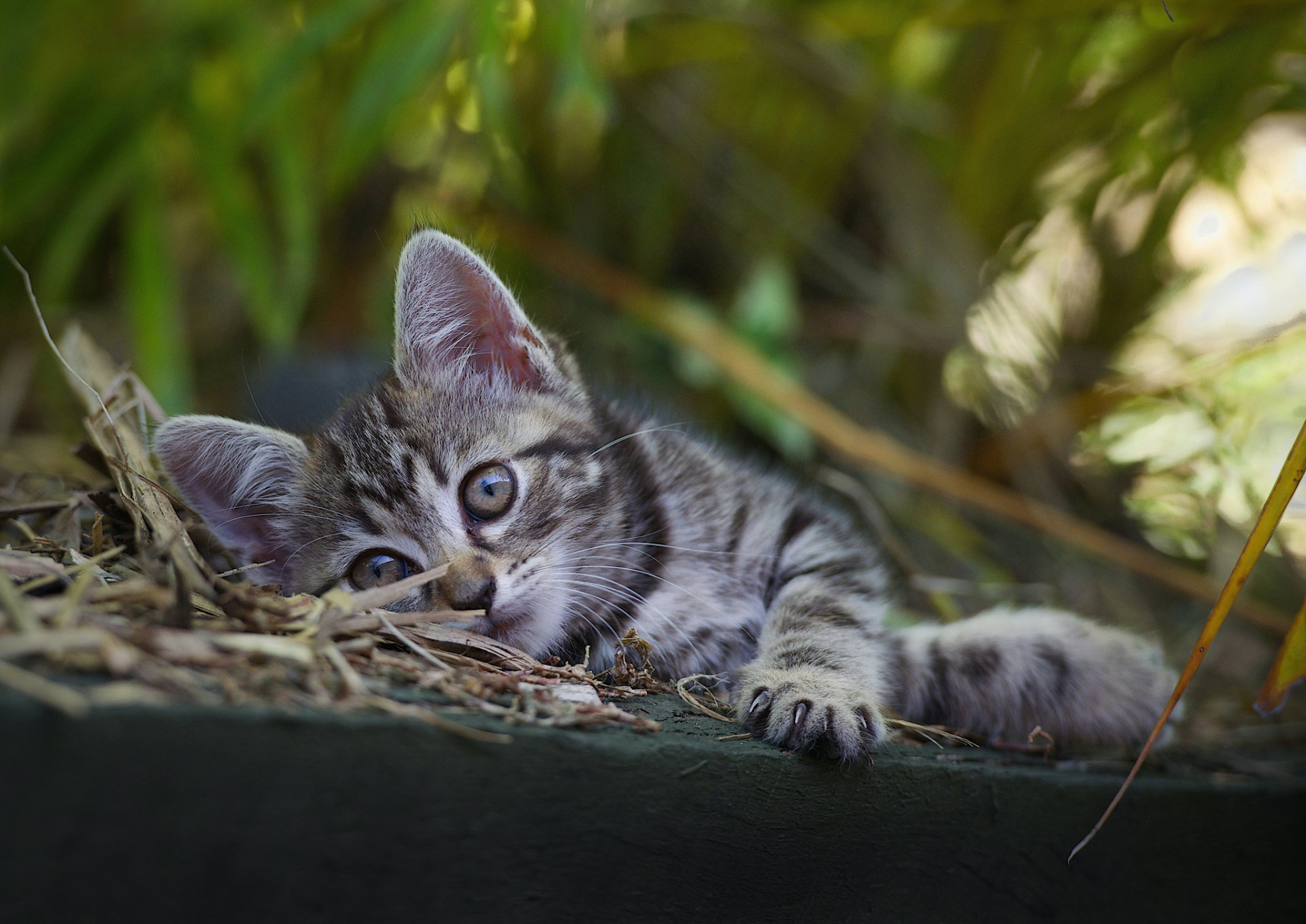 gatito bebé gris vacaciones