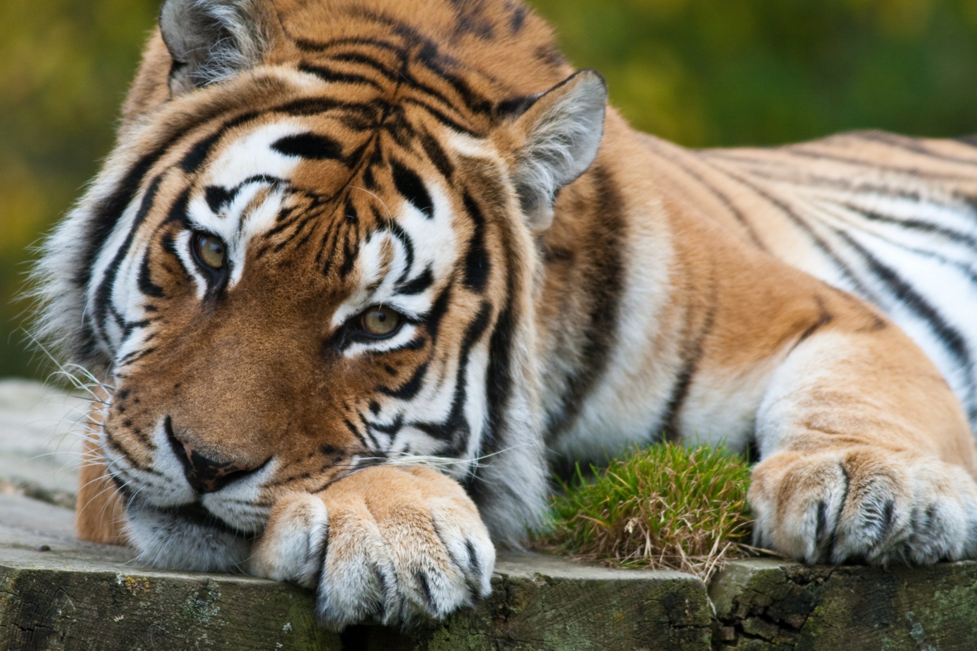 tigre gatto sguardo pensieroso predatore