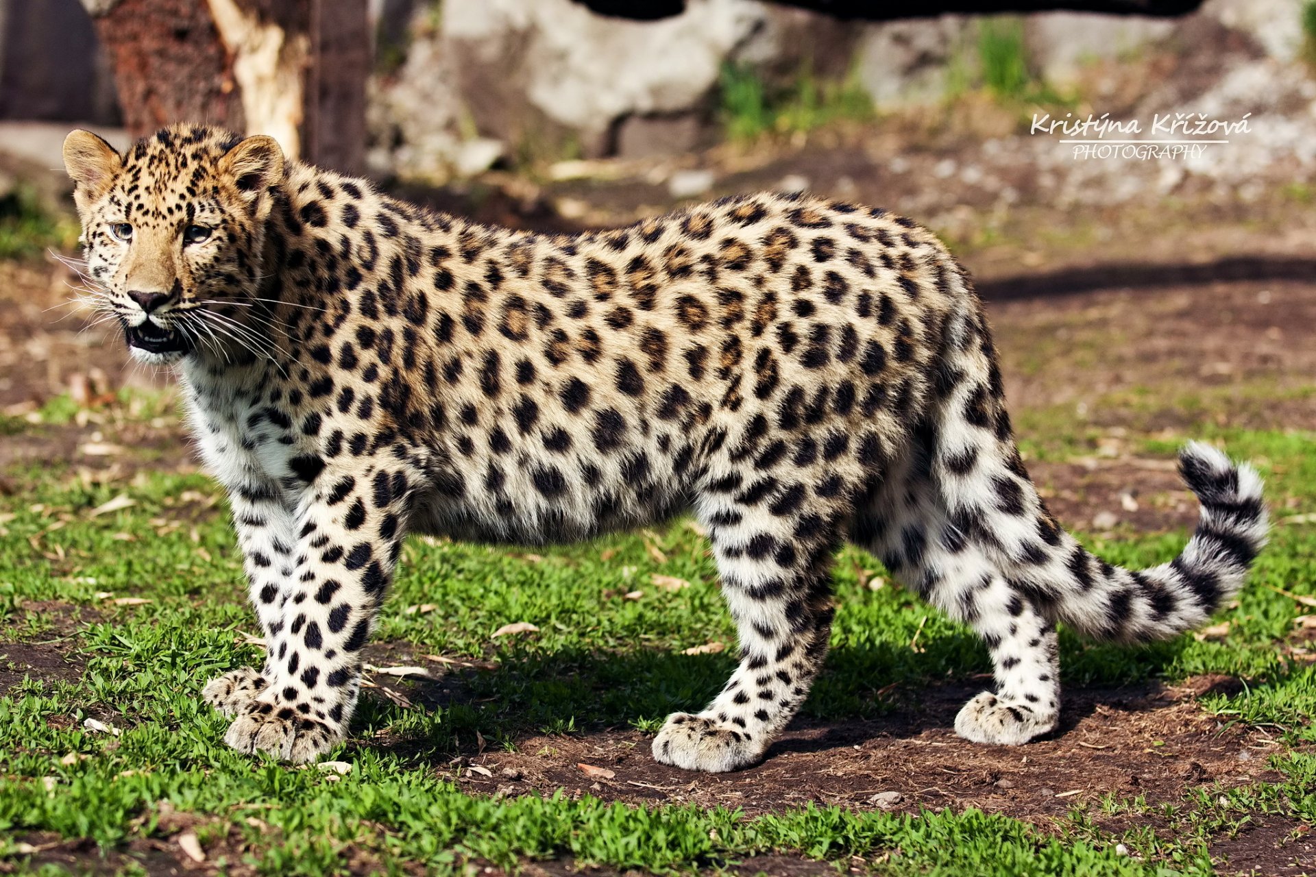 leopardo lejano oriente depredador perfil vista