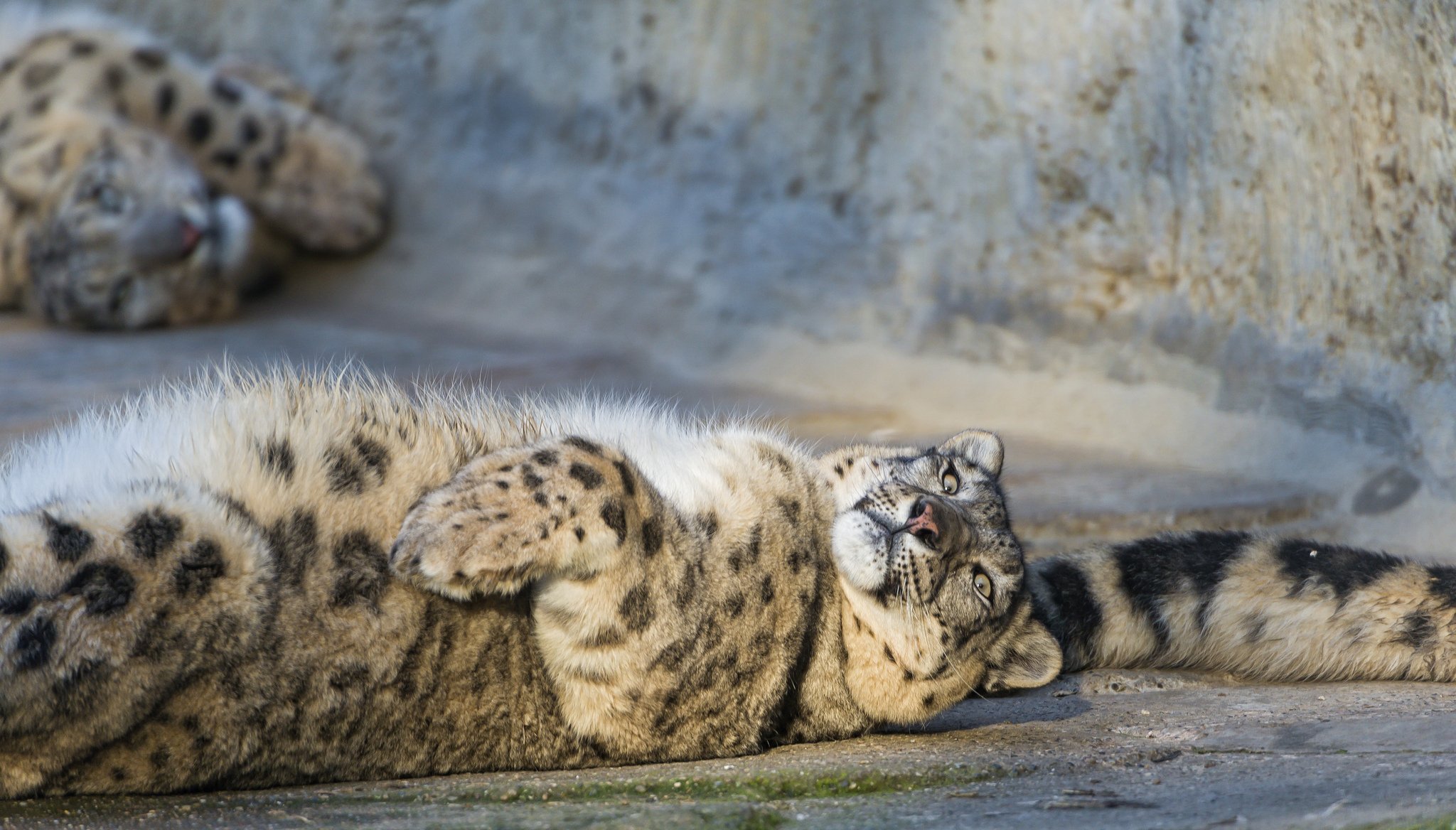 schneeleopard irbis katze schwanz ©tambako der jaguar