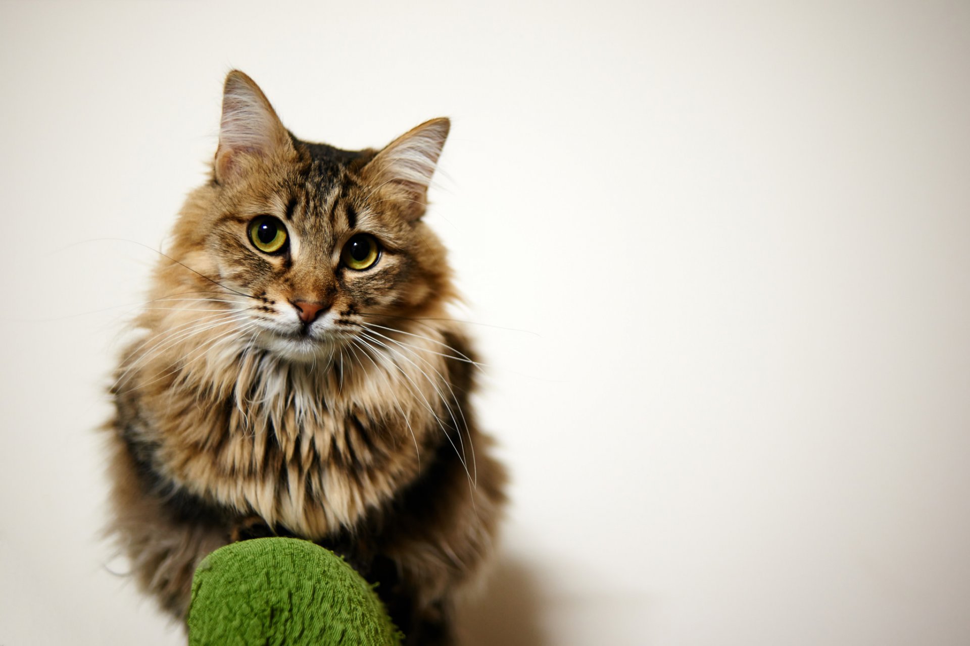 katze katze flauschig sitzen blick hintergrund