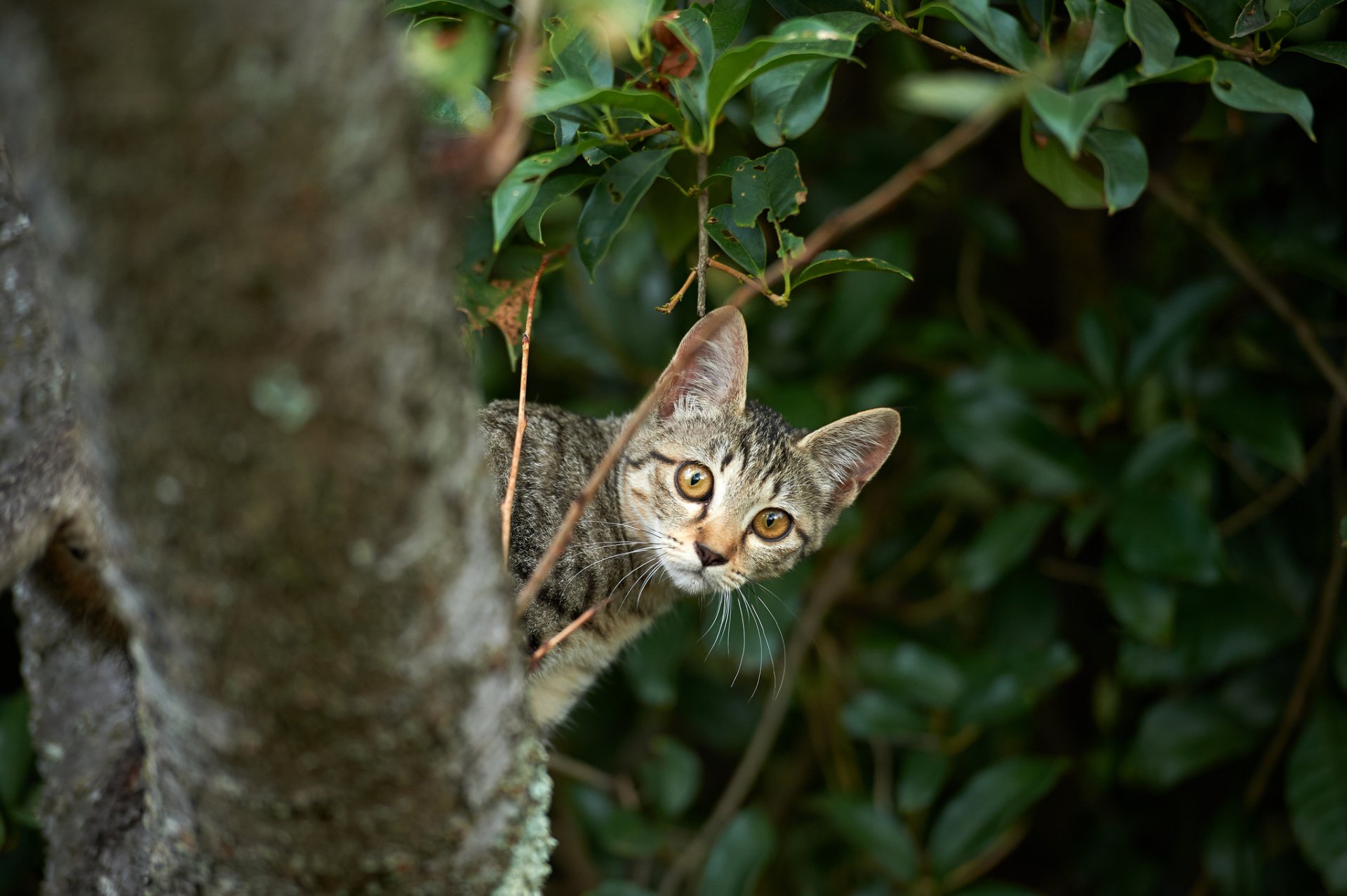 кот котенок дерево выглядывает ветки