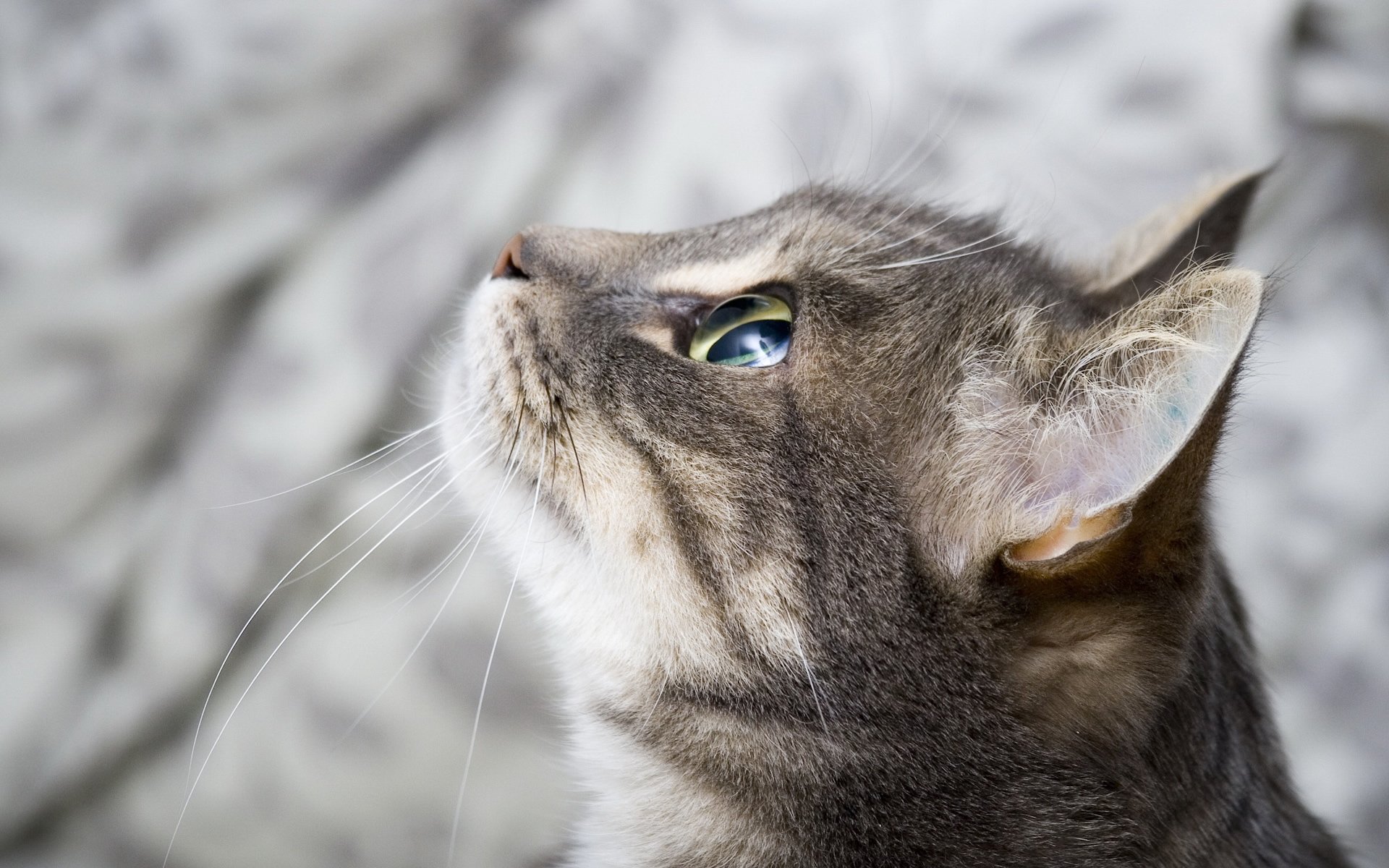 chat museau yeux fond vue