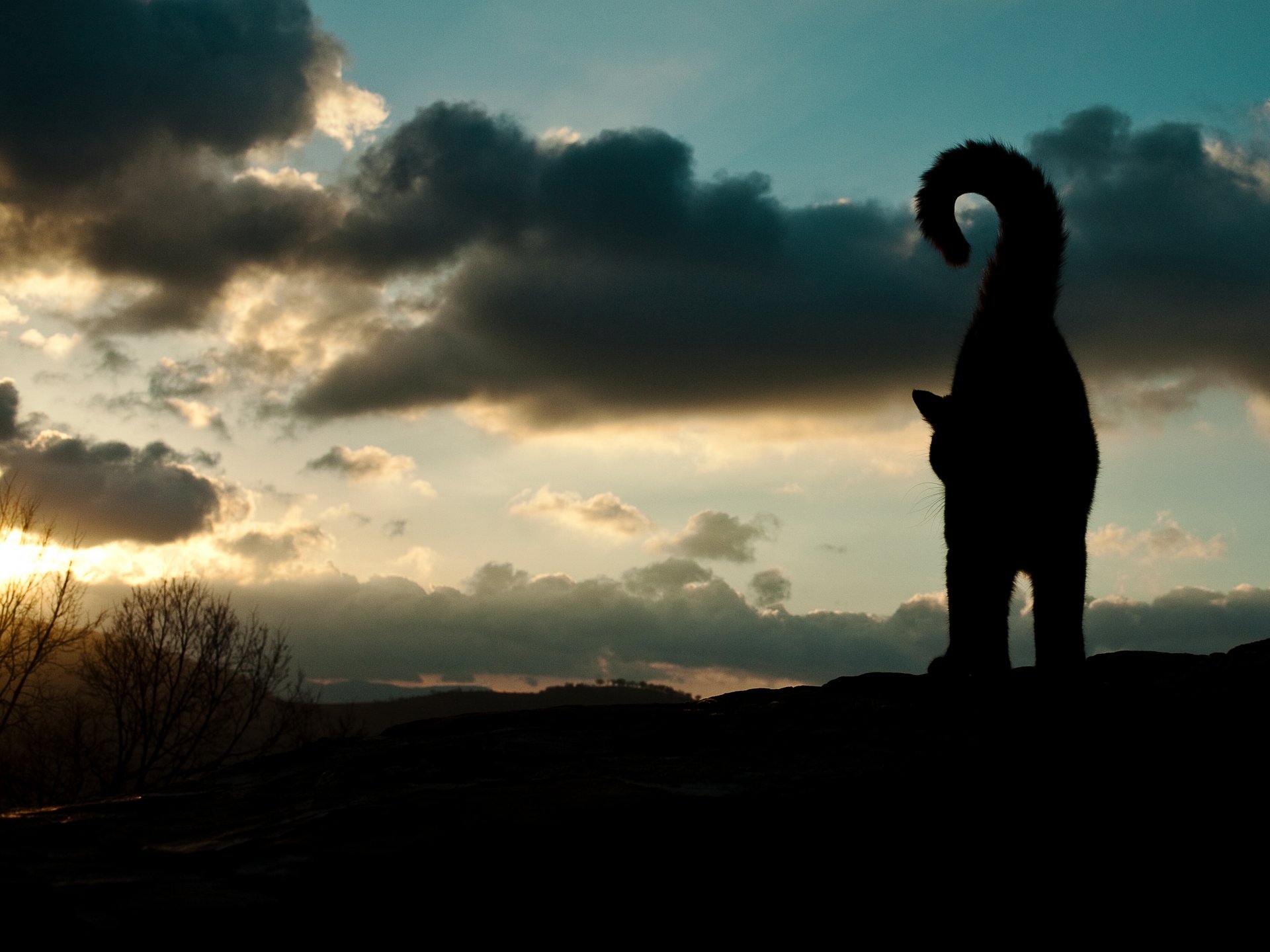 gatto animale silhouette coda cielo