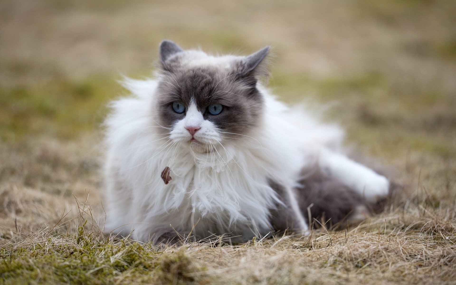 chat vue nature