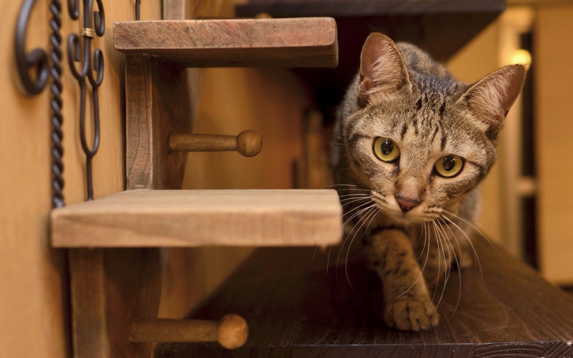 katze blick haus