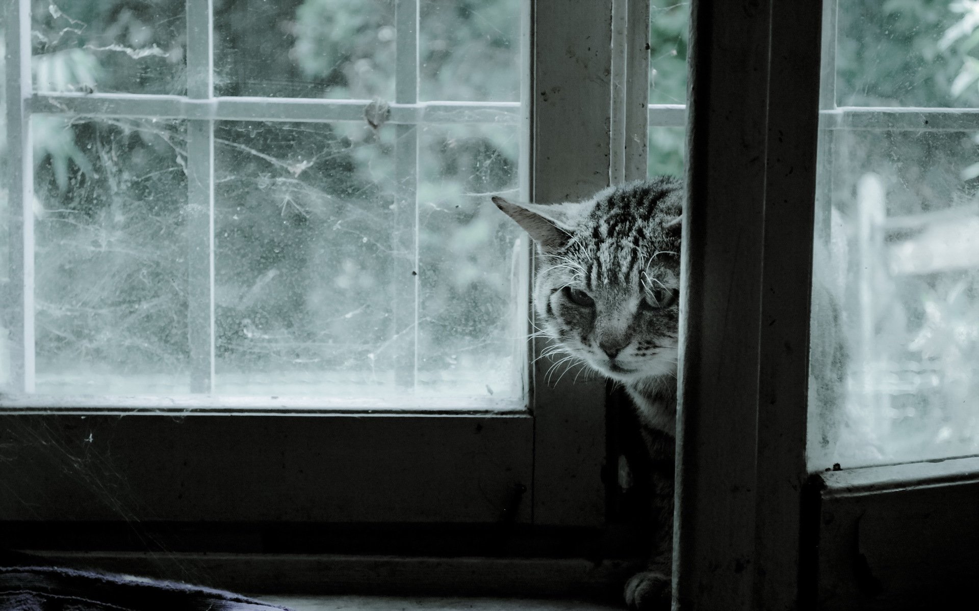 katze fenster hintergrund