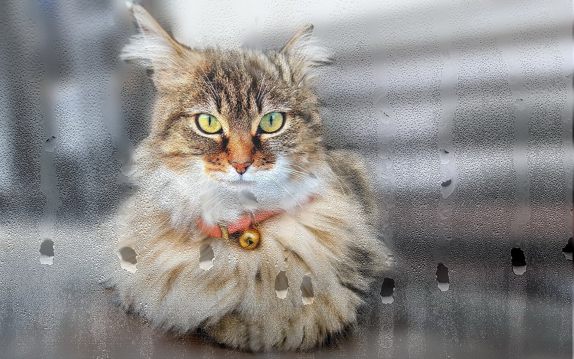 fenster glas tropfen katze blick