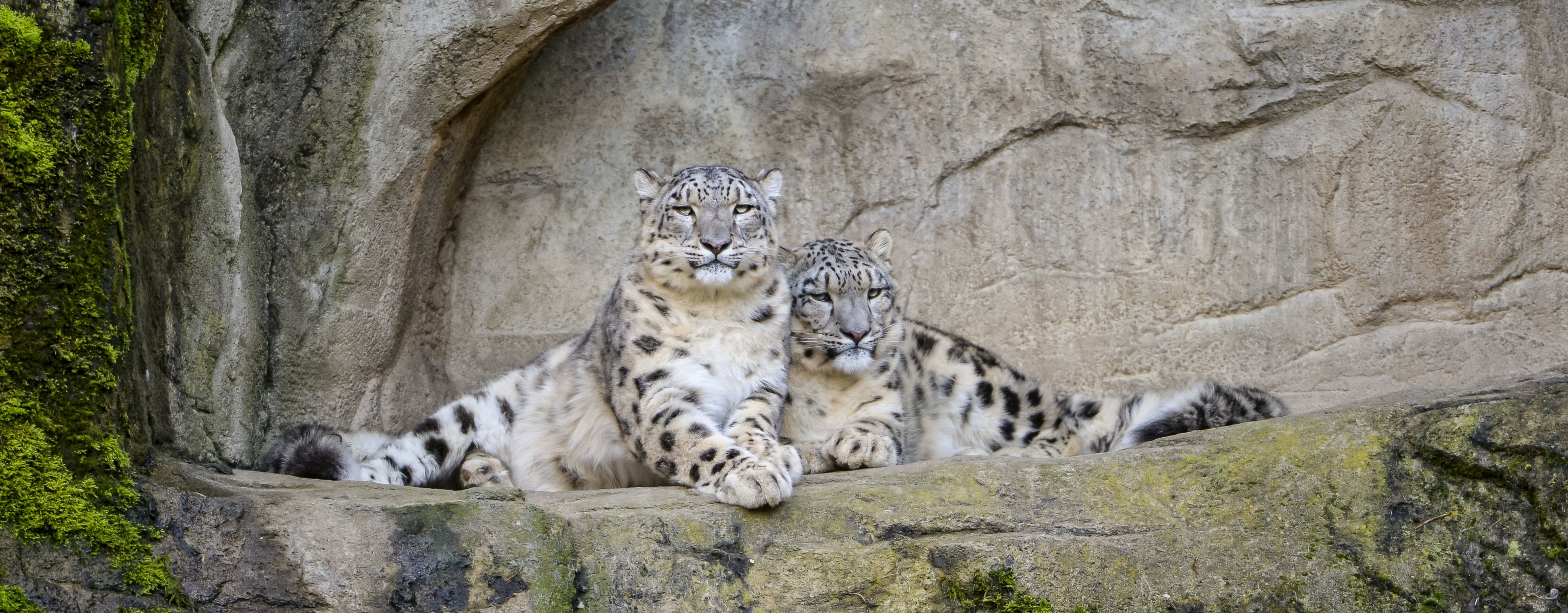 leopardo delle nevi irbis gatto coppia pietre ©tambako the jaguar