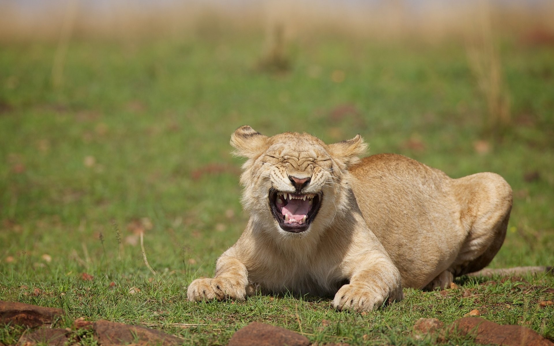 lioness wild cat laughter