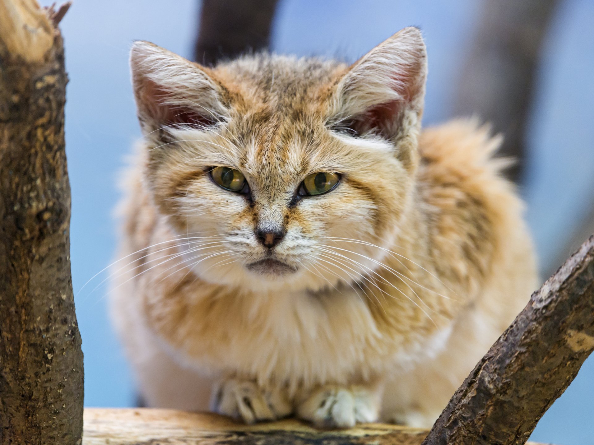 kot barchan kot piaskowy spojrzenie kot piaskowy ©tambako the jaguar