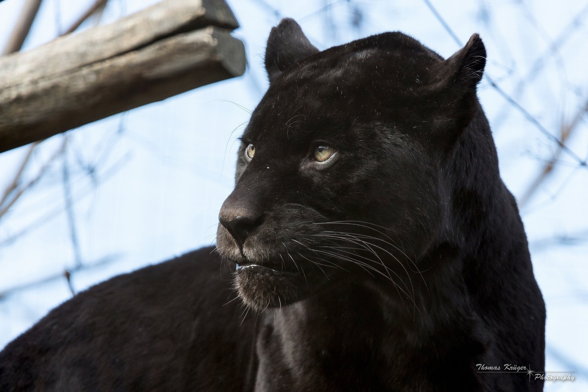 giaguaro nero pantera gatto selvatico predatore muso