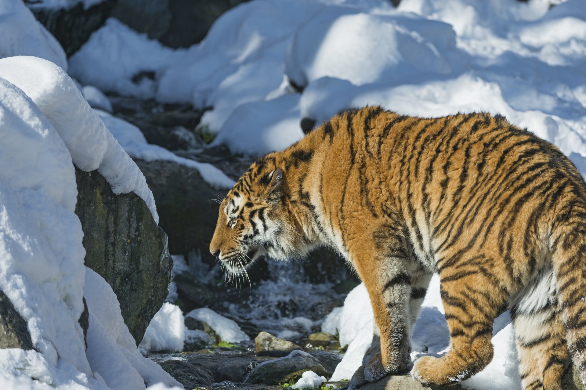 tigre gato salvaje depredador nieve